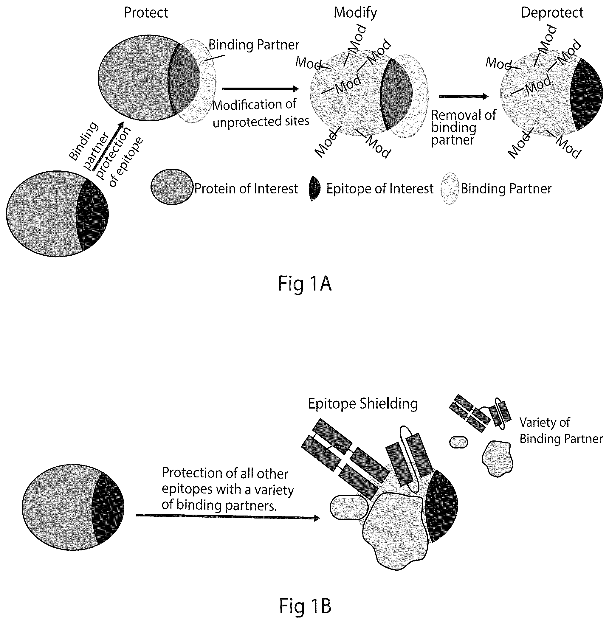 Patent US12304928 Figure 1 – Epitope restriction for antibody selection