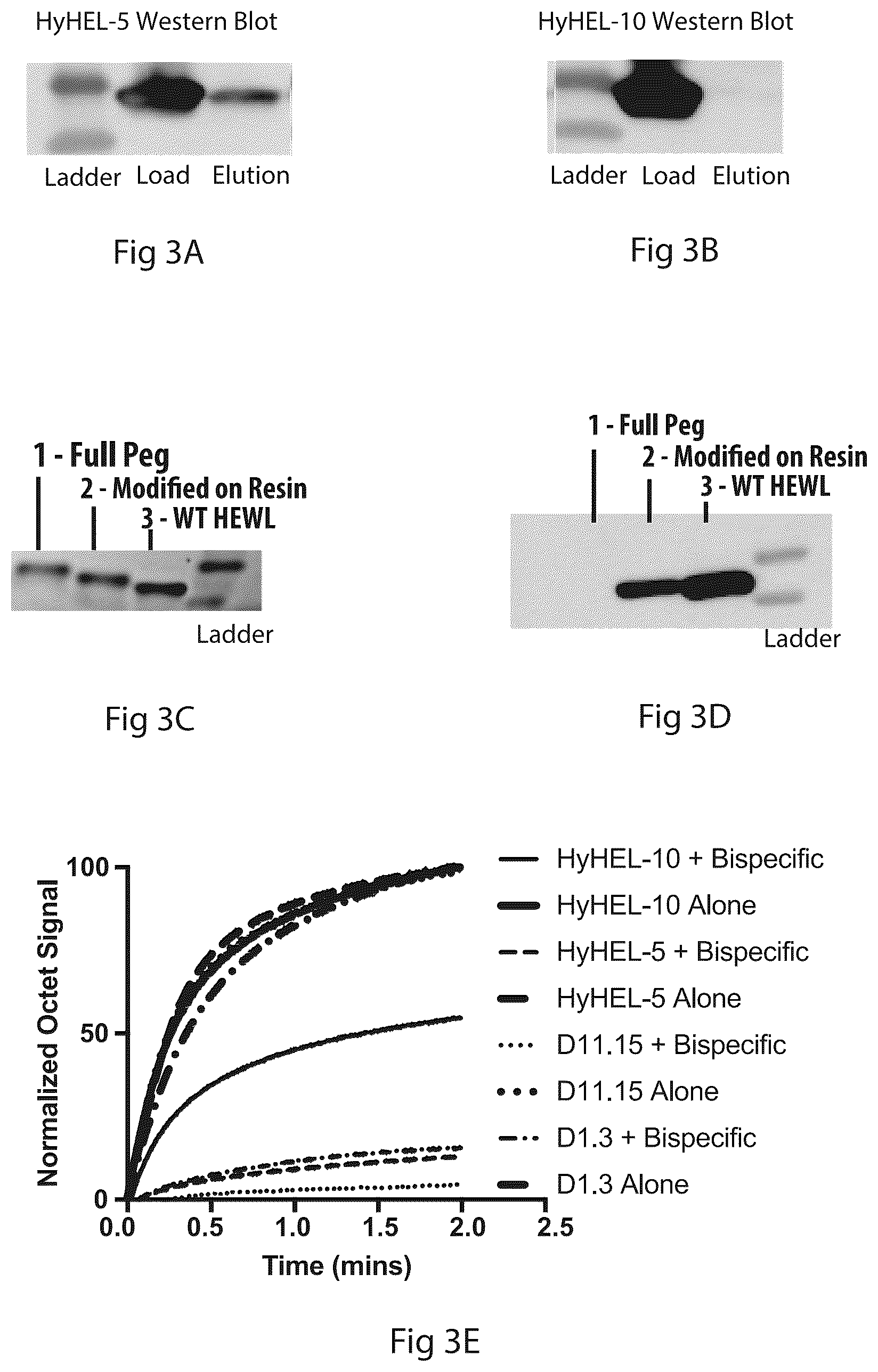 Patent US12304928 Figure 14 – Epitope restriction for antibody selection