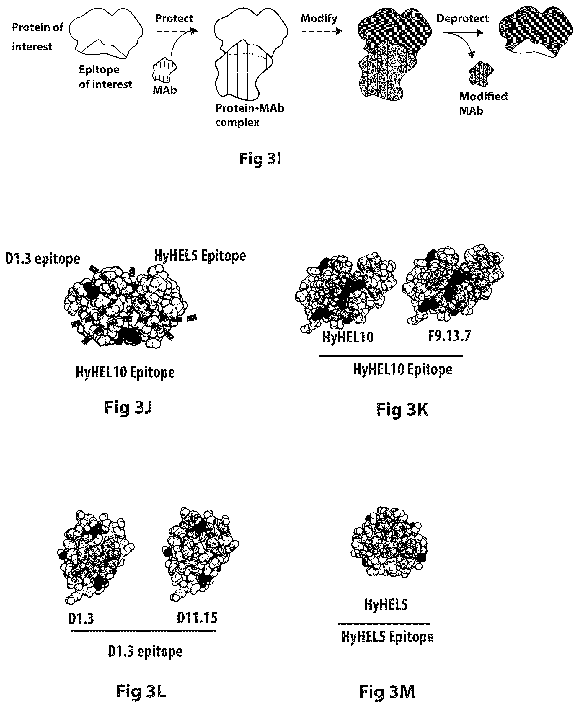 Patent US12304928 Figure 16 – Epitope restriction for antibody selection