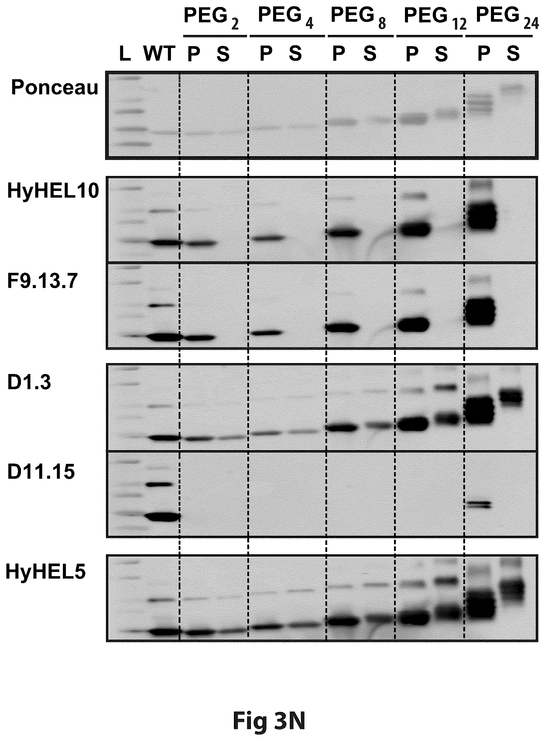 Patent US12304928 Figure 17 – Epitope restriction for antibody selection