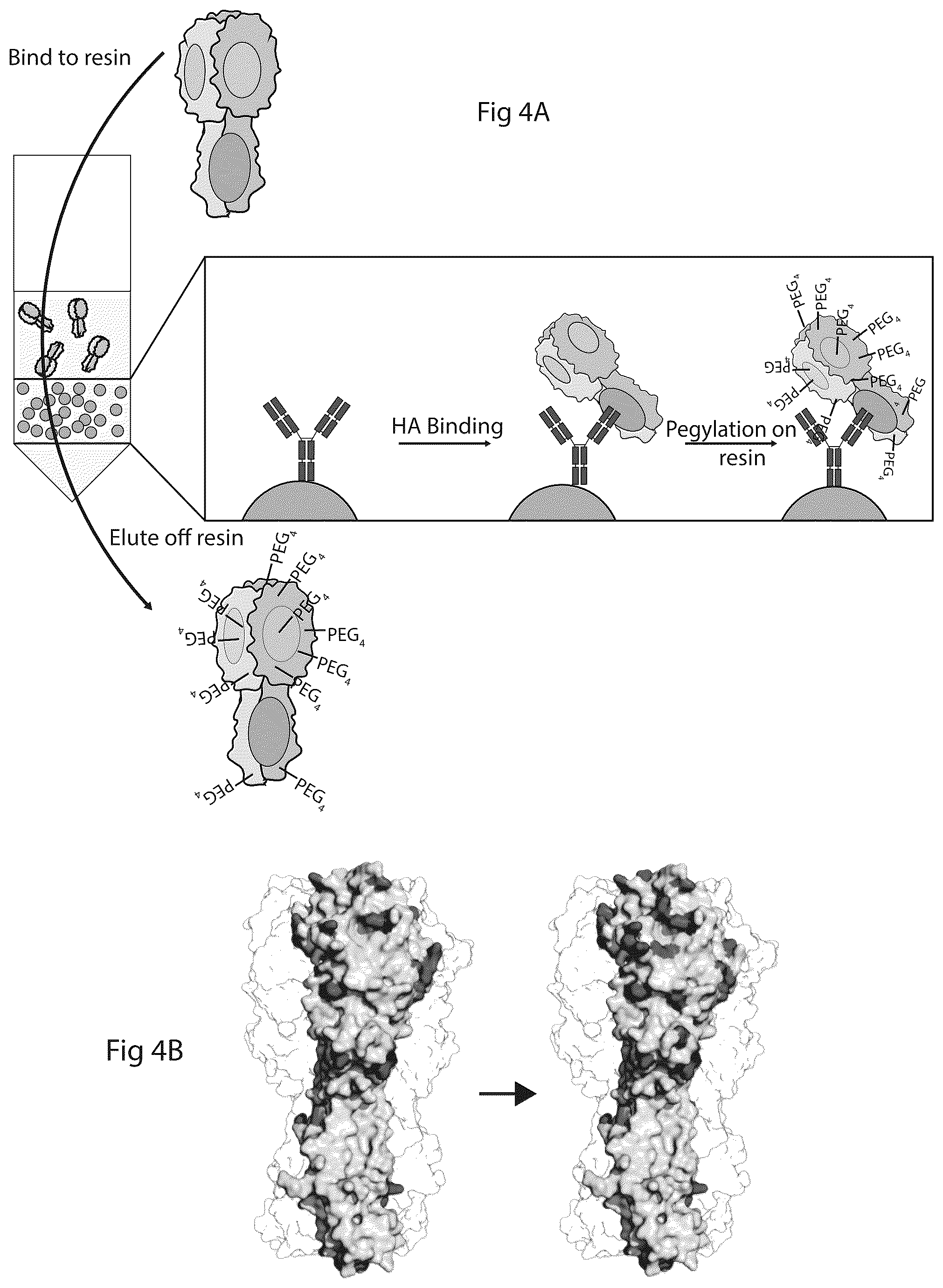 Patent US12304928 Figure 20 – Epitope restriction for antibody selection
