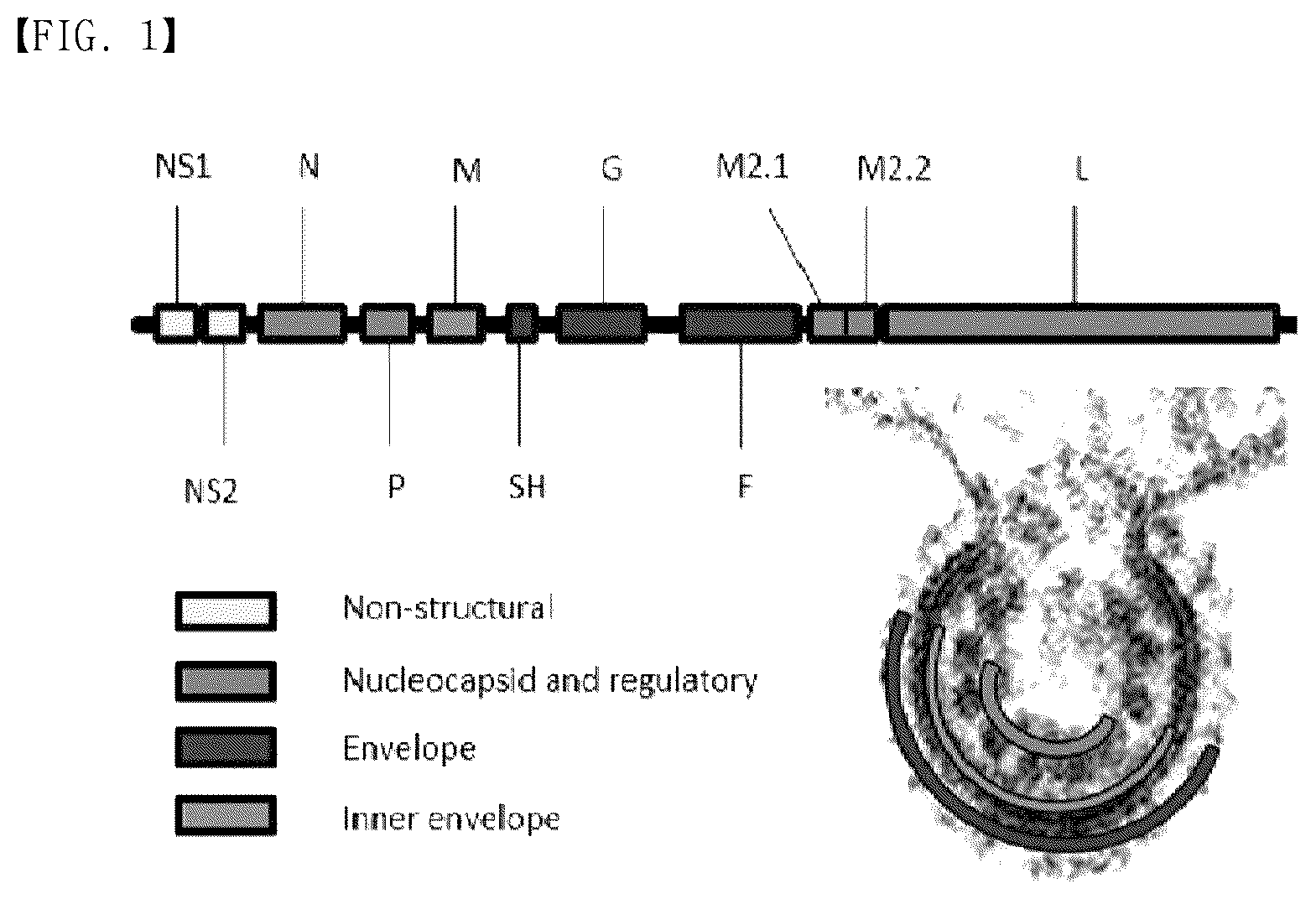 Patent US12304929 — Recombinant RSV live vaccine strain and the preparing method thereof — Figure 1