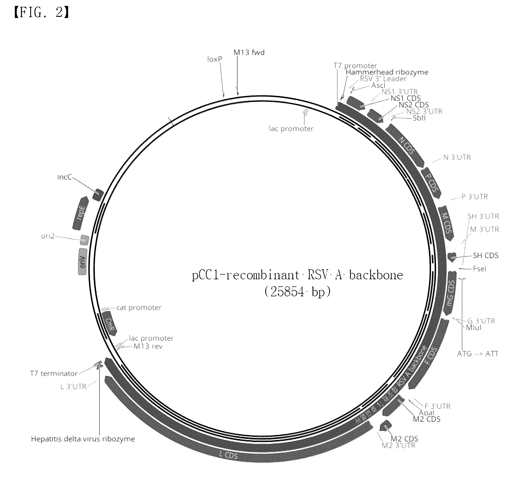 Patent US12304929 Figure 2 – Recombinant RSV live vaccine strain and the preparing method thereof