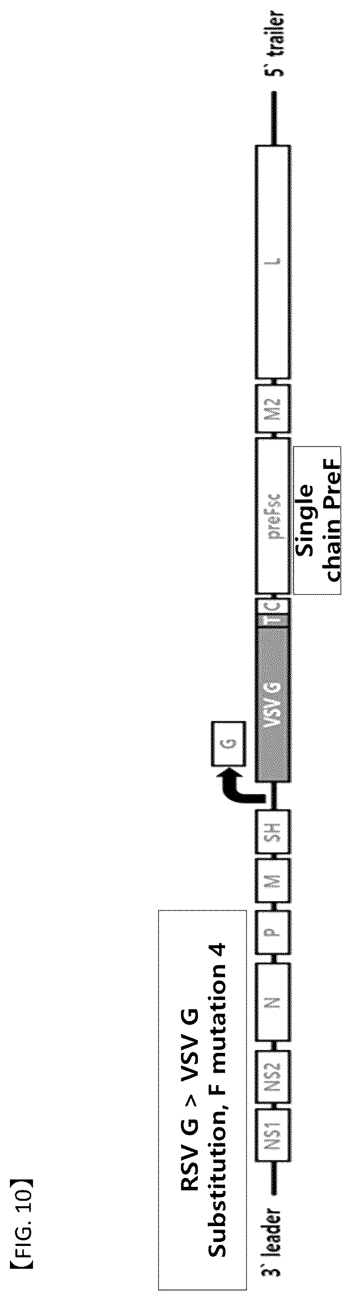 Patent US12304929 Figure 6 – Recombinant RSV live vaccine strain and the preparing method thereof