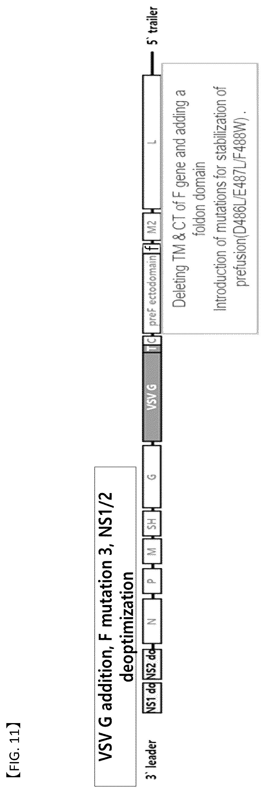 Patent US12304929 Figure 7 – Recombinant RSV live vaccine strain and the preparing method thereof