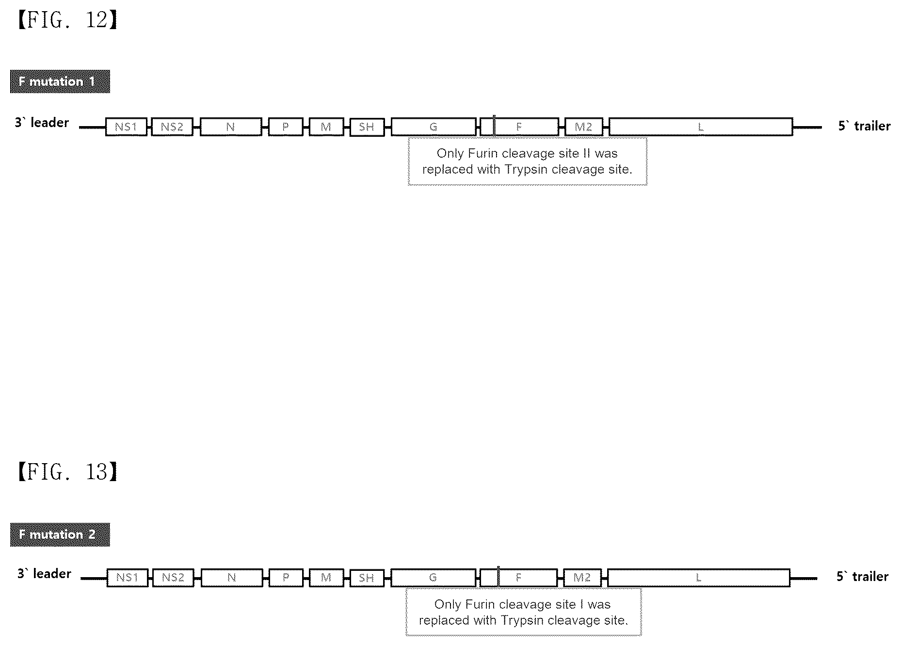 Patent US12304929 Figure 8 – Recombinant RSV live vaccine strain and the preparing method thereof