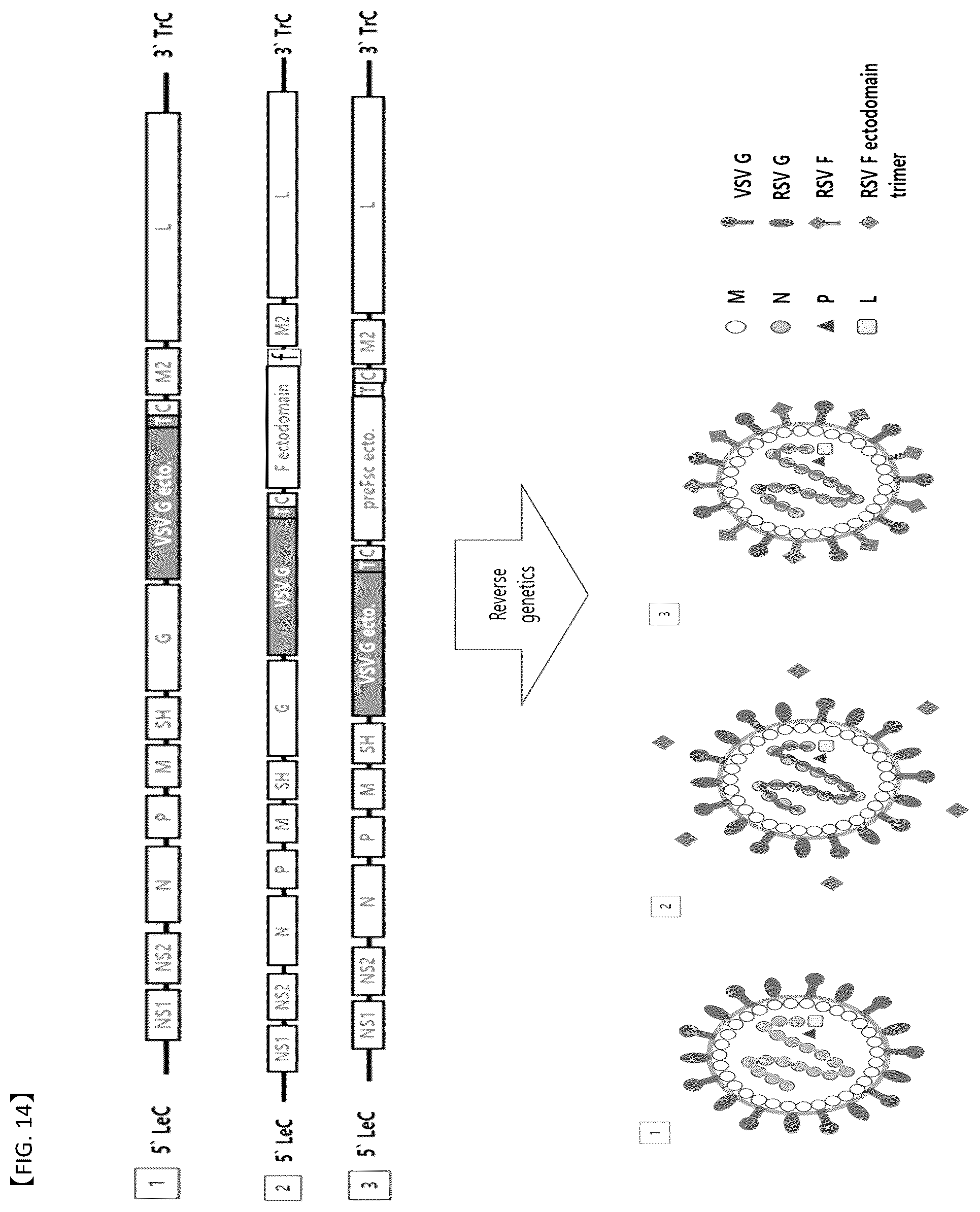 Patent US12304929 Figure 9 – Recombinant RSV live vaccine strain and the preparing method thereof