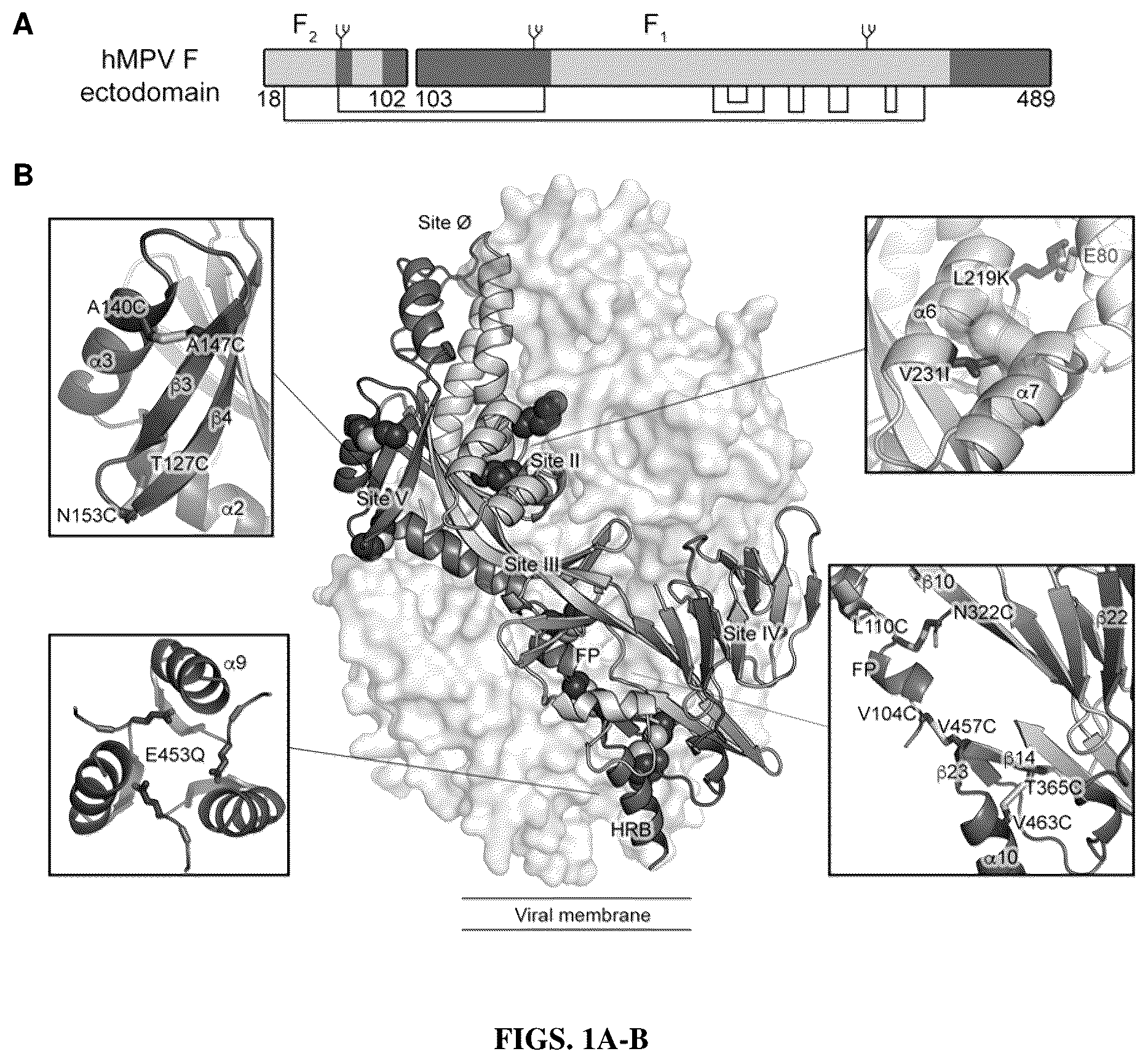 Patent US12304930 Figure 1 – Prefusion-stabilized hMPV F proteins