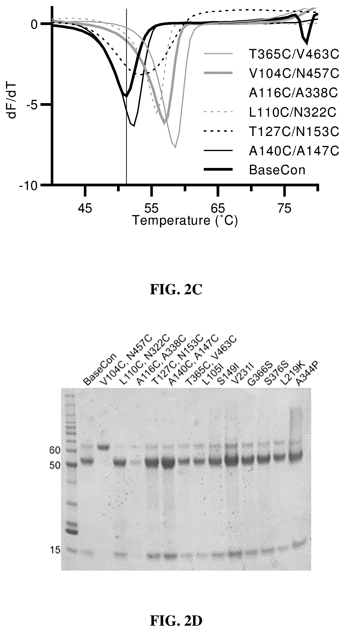 Patent US12304930 Figure 4 – Prefusion-stabilized hMPV F proteins