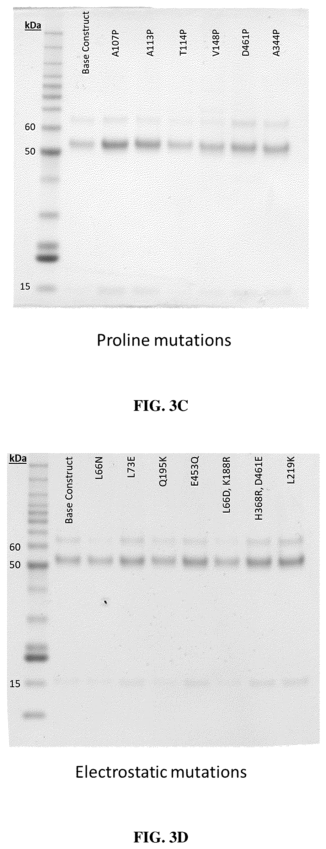 Patent US12304930 Figure 6 – Prefusion-stabilized hMPV F proteins