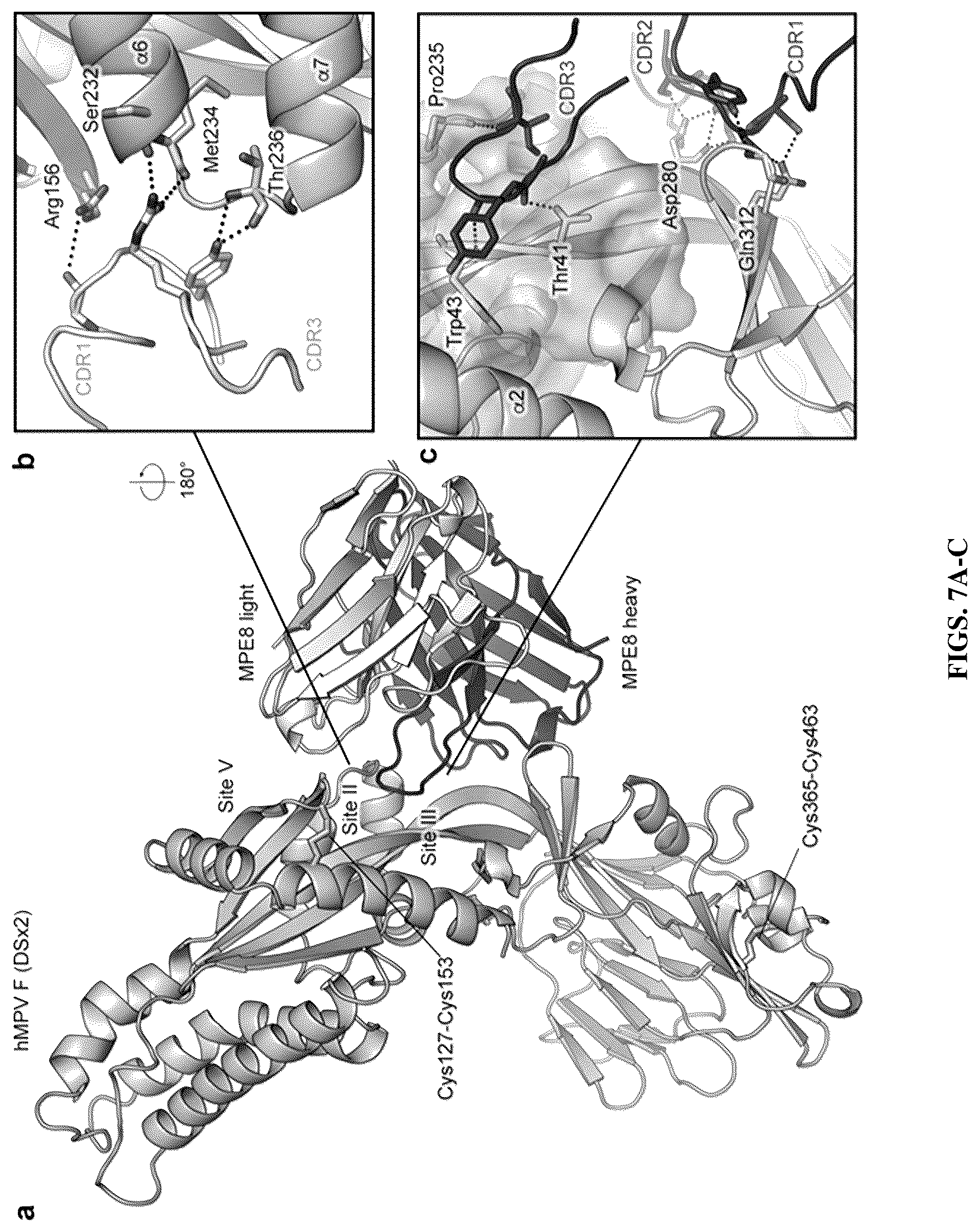 Patent US12304930 Figure 9 – Prefusion-stabilized hMPV F proteins