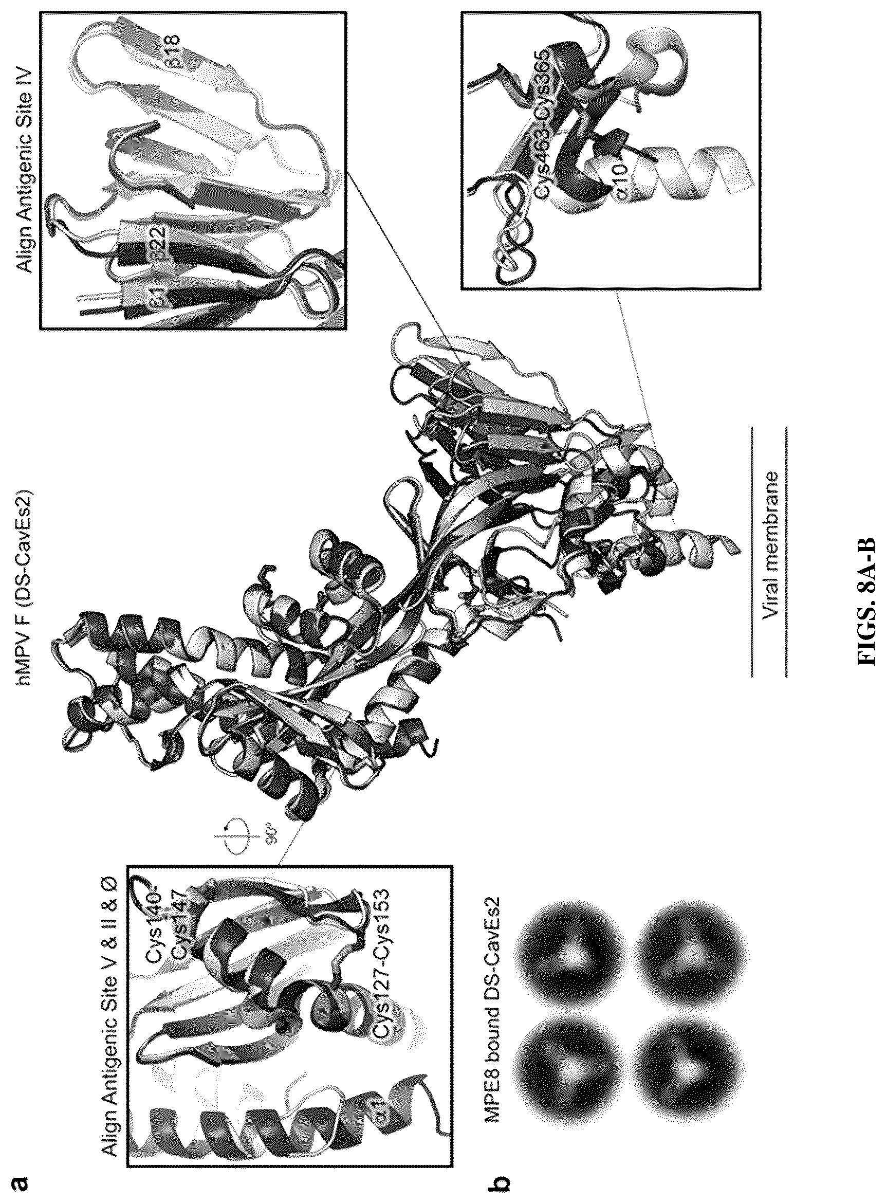 Patent US12304930 Figure 10 – Prefusion-stabilized hMPV F proteins