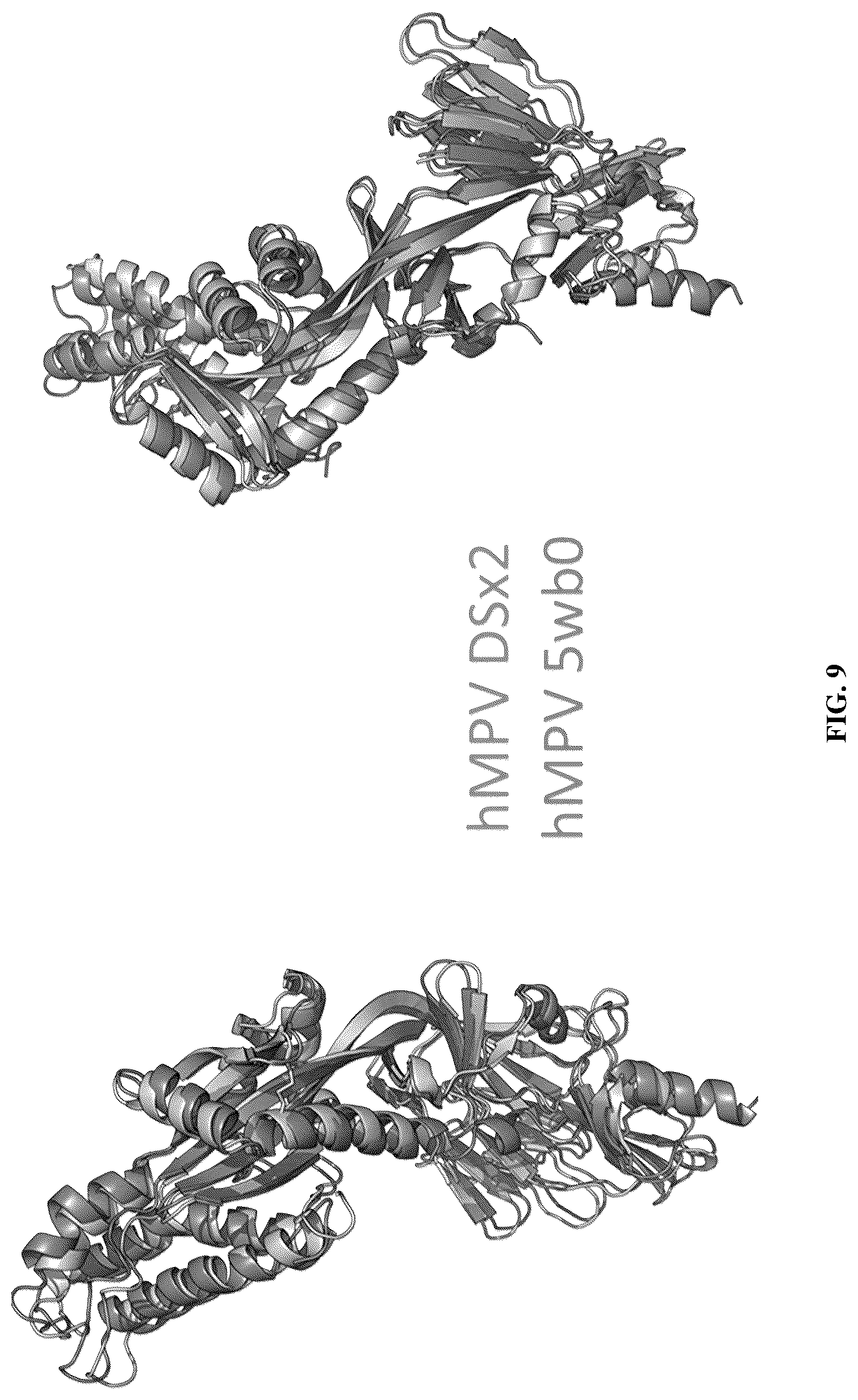 Patent US12304930 Figure 11 – Prefusion-stabilized hMPV F proteins