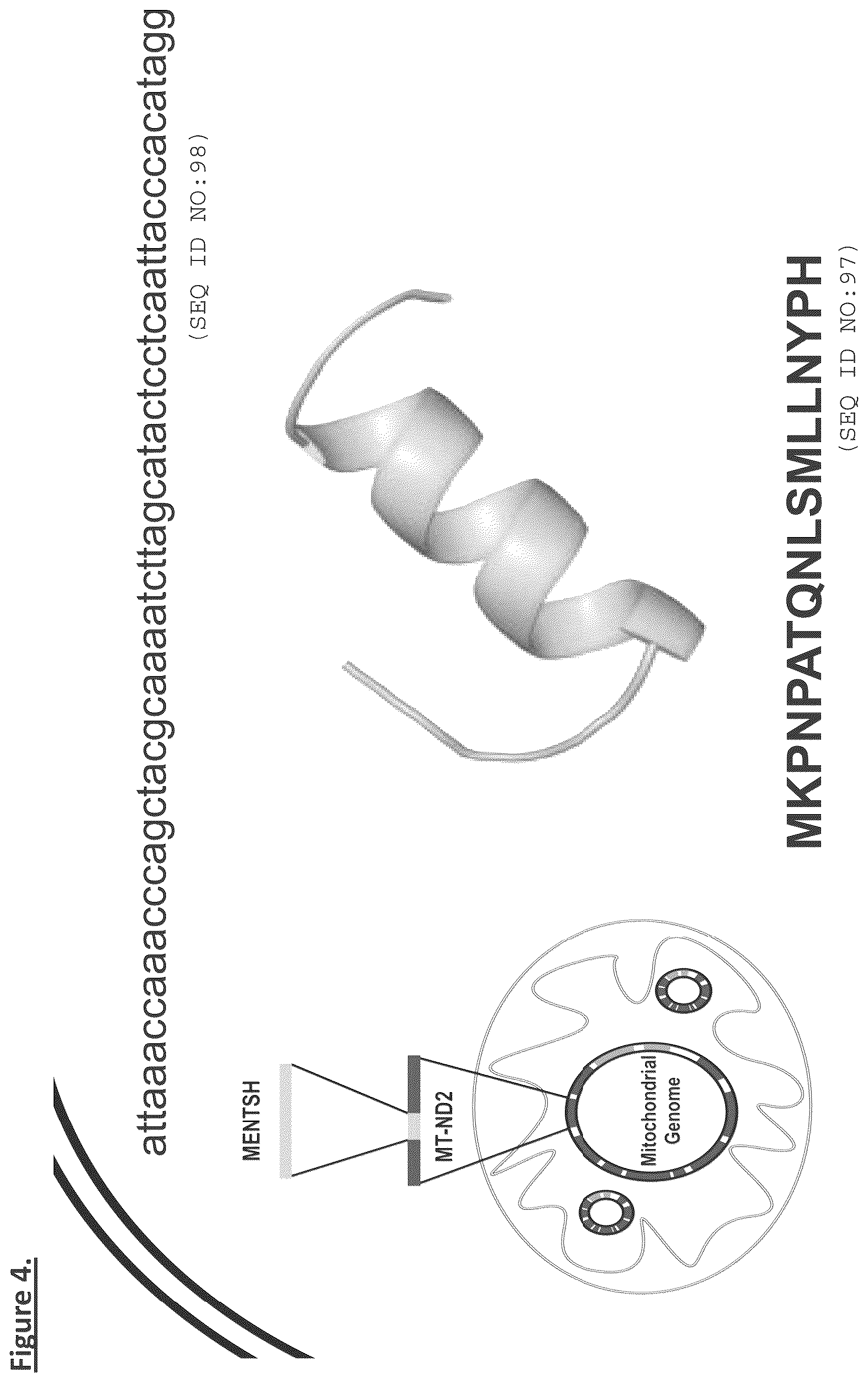 Patent US12304931 Figure 4 – MENTSH analogs as therapeutics for diabetes, obesity, and their associated diseases and complications