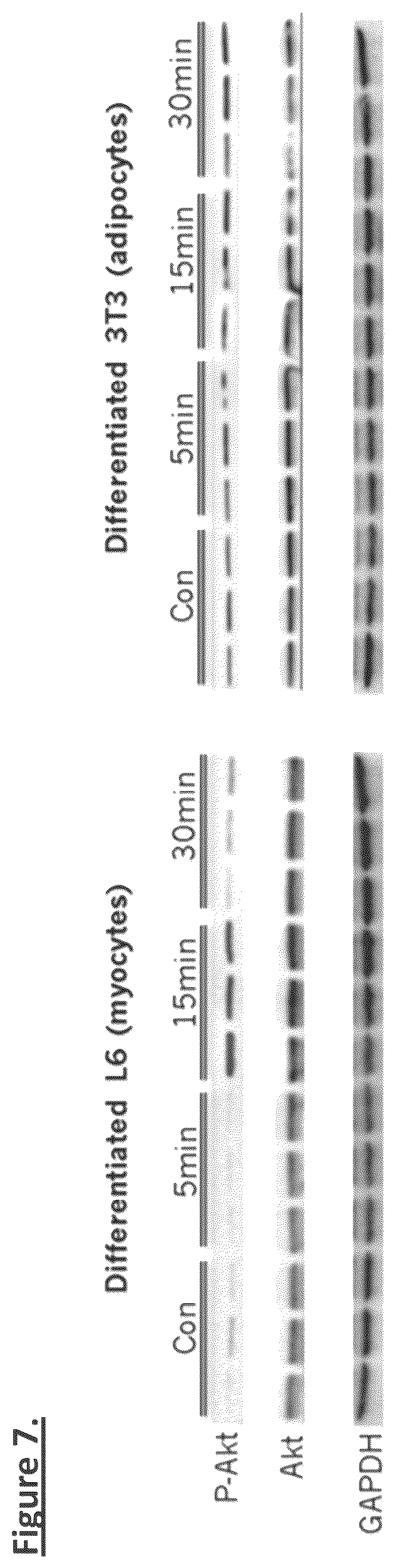 Patent US12304931 Figure 7 – MENTSH analogs as therapeutics for diabetes, obesity, and their associated diseases and complications
