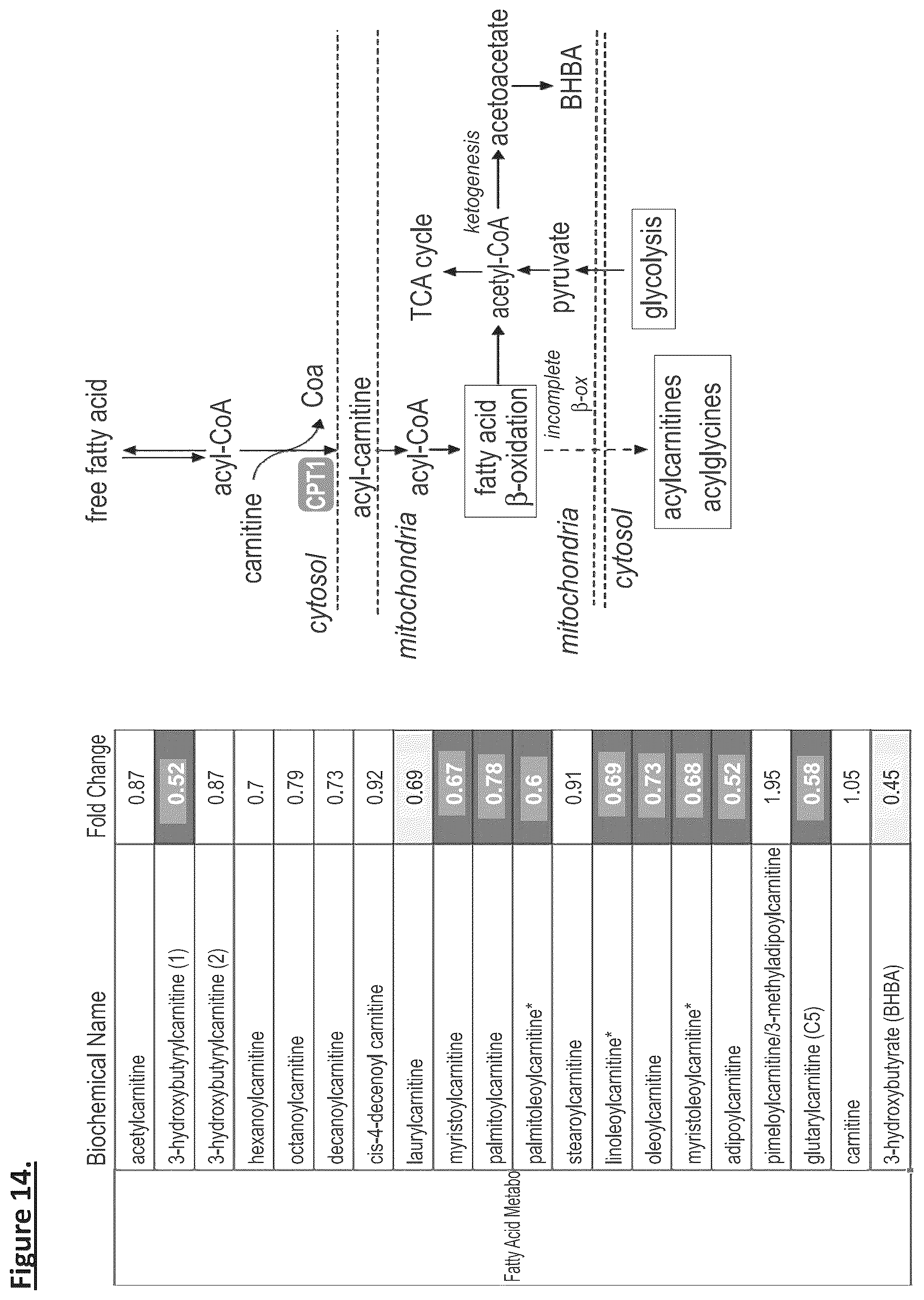 Patent US12304931 Figure 14 – MENTSH analogs as therapeutics for diabetes, obesity, and their associated diseases and complications