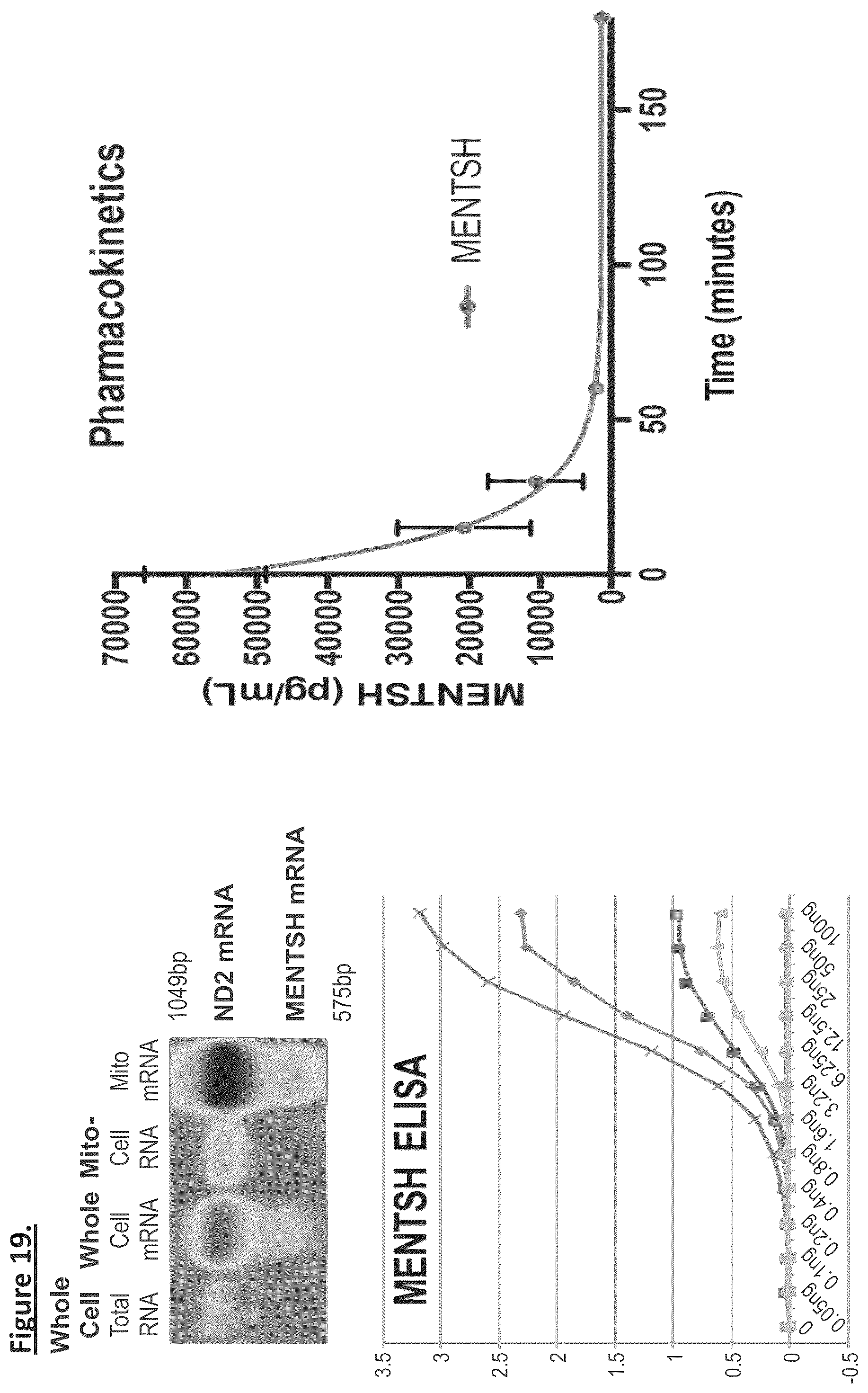 Patent US12304931 Figure 19 – MENTSH analogs as therapeutics for diabetes, obesity, and their associated diseases and complications