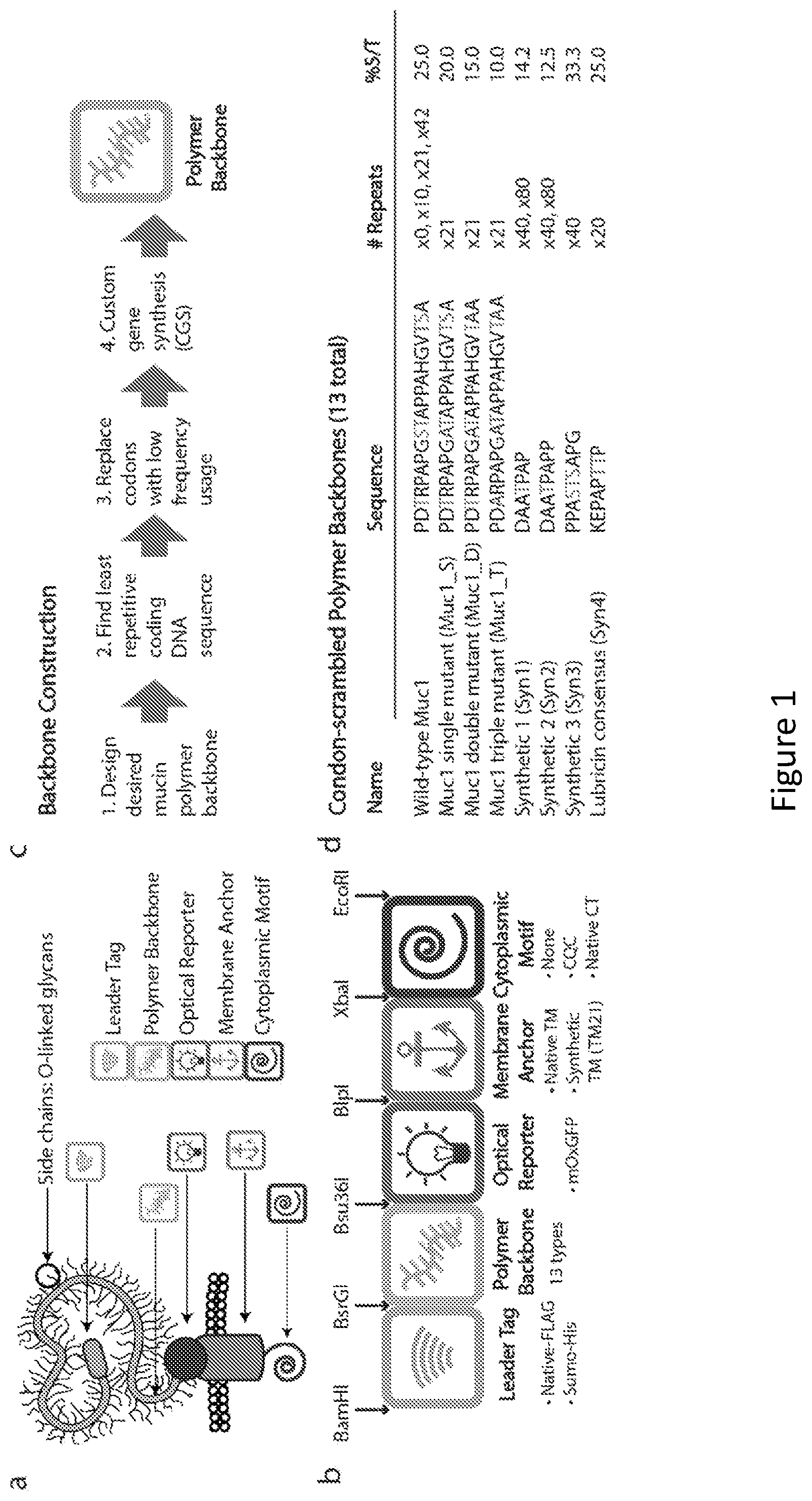 Patent US12304934 Figure 1 – Recombinant lubricins, and compositions and methods for using the same