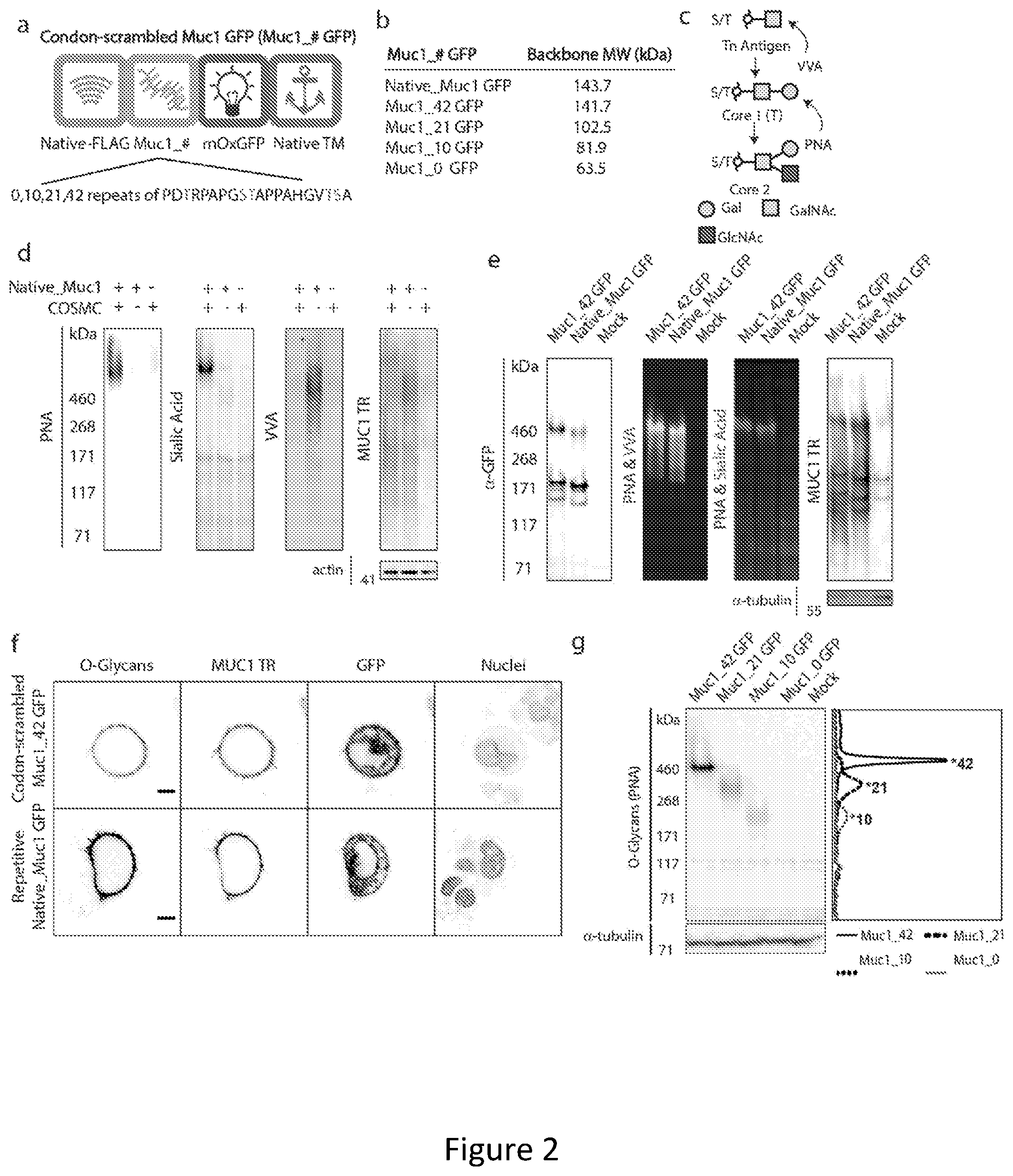 Patent US12304934 Figure 2 – Recombinant lubricins, and compositions and methods for using the same