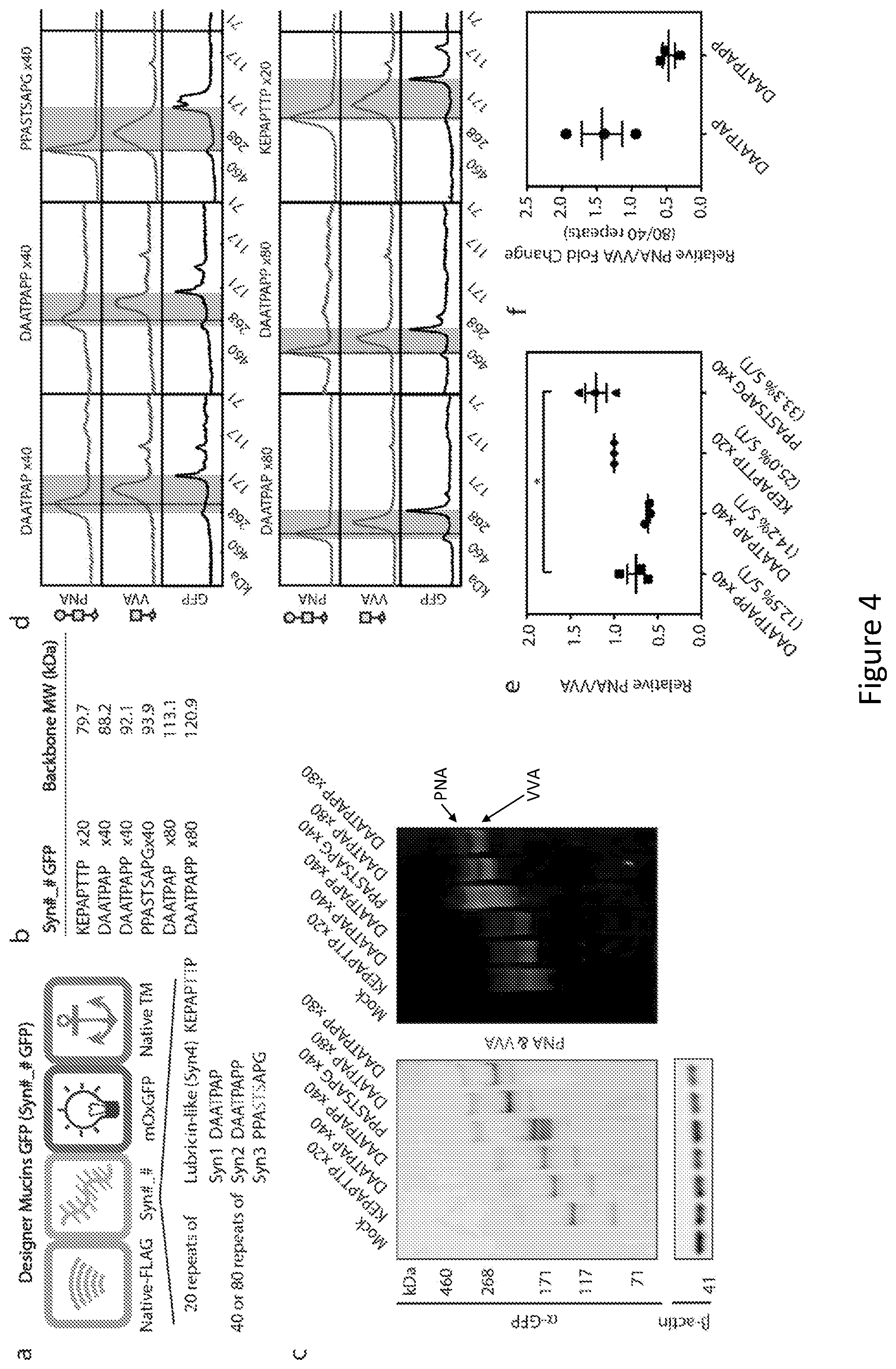 Patent US12304934 Figure 4 – Recombinant lubricins, and compositions and methods for using the same