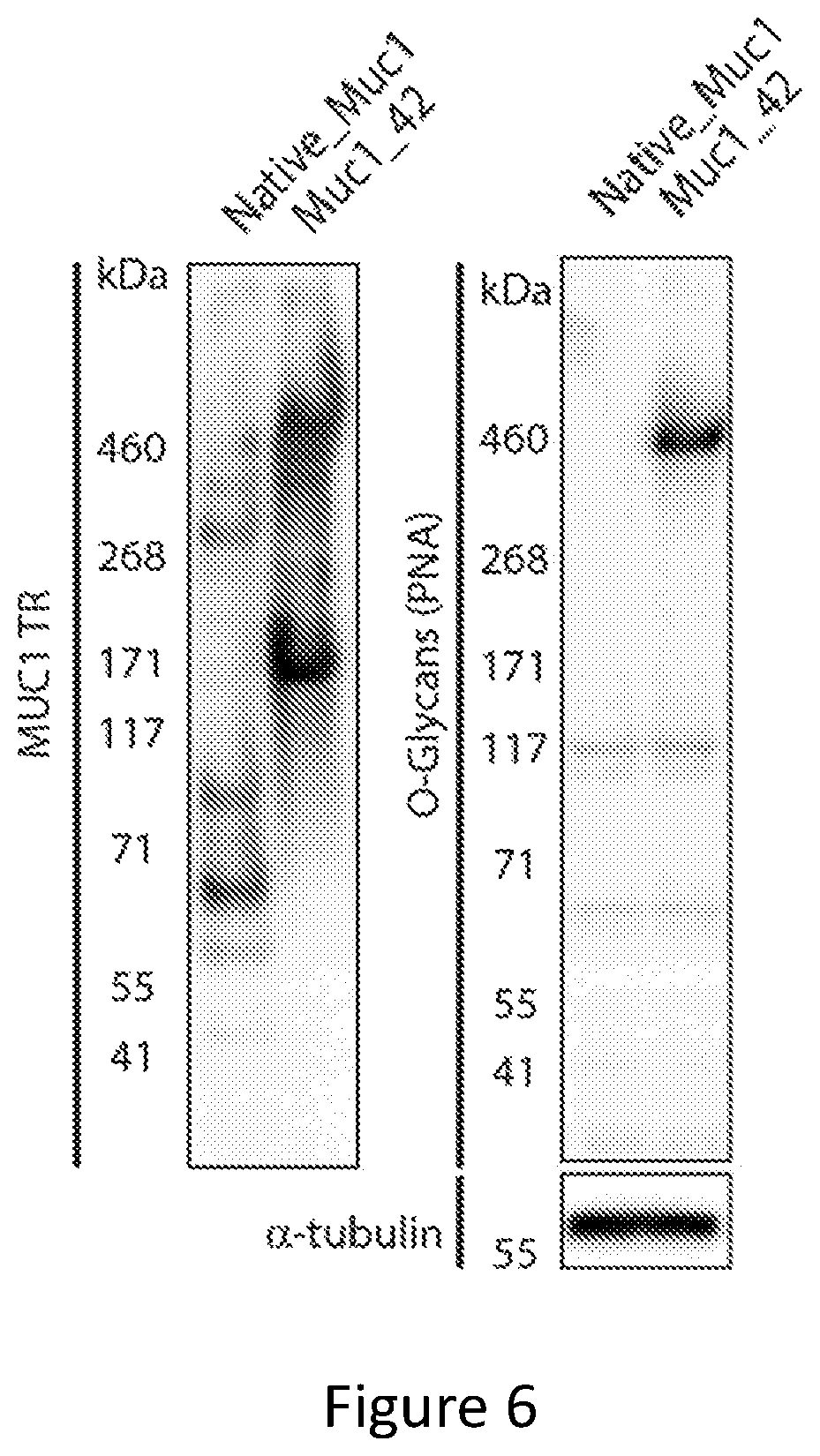 Patent US12304934 Figure 6 – Recombinant lubricins, and compositions and methods for using the same