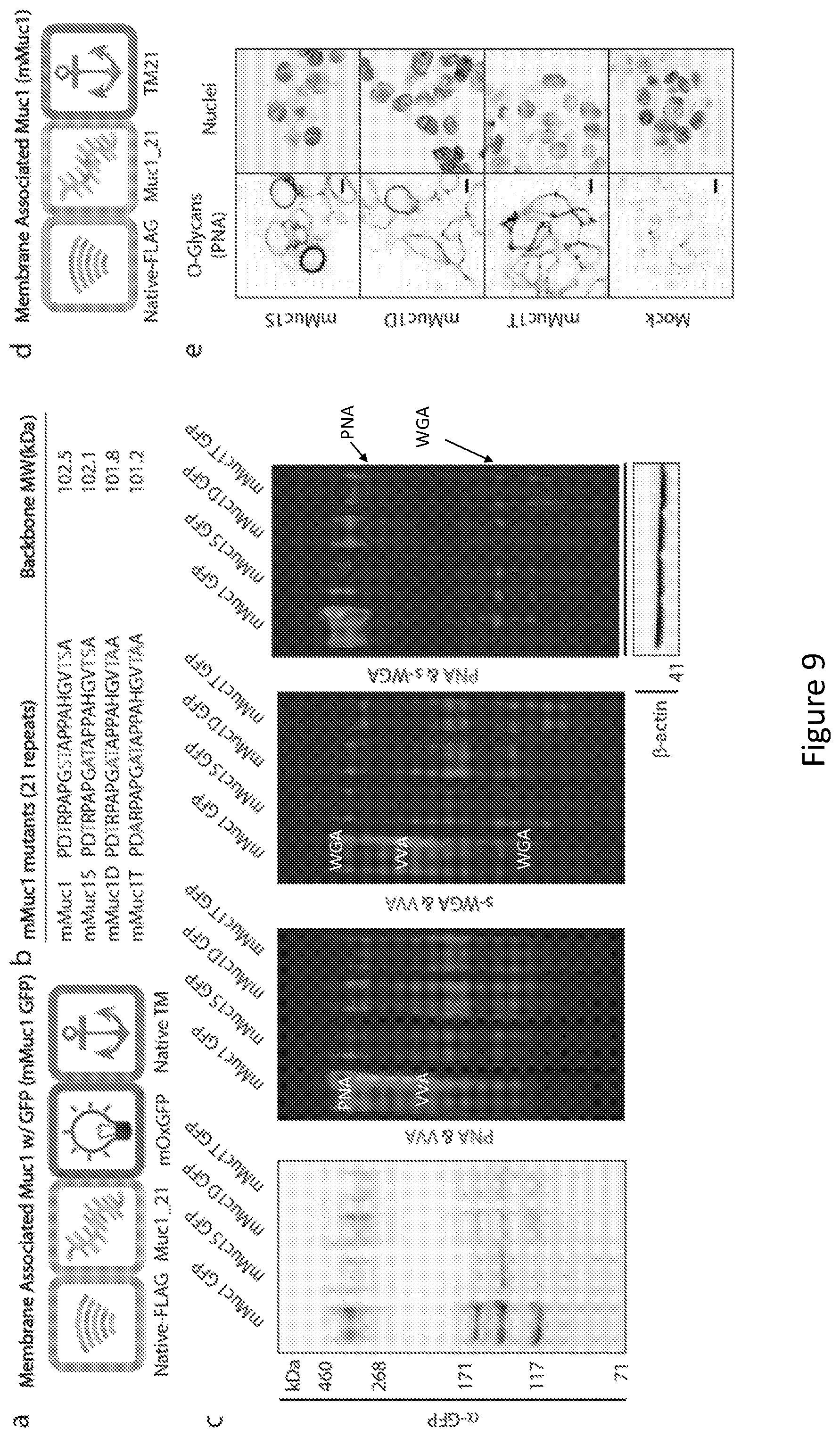 Patent US12304934 Figure 8 – Recombinant lubricins, and compositions and methods for using the same