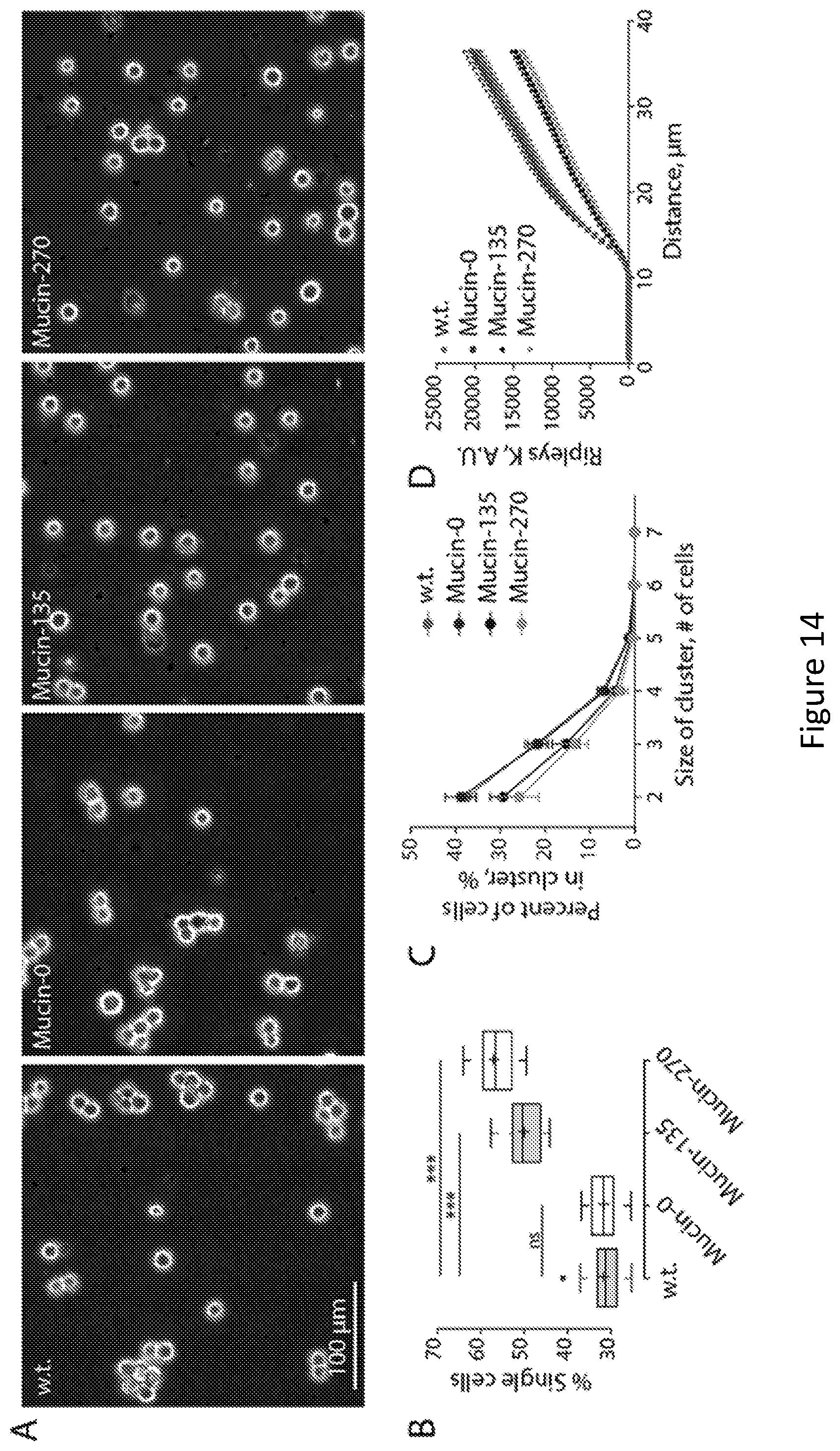 Patent US12304934 Figure 13 – Recombinant lubricins, and compositions and methods for using the same