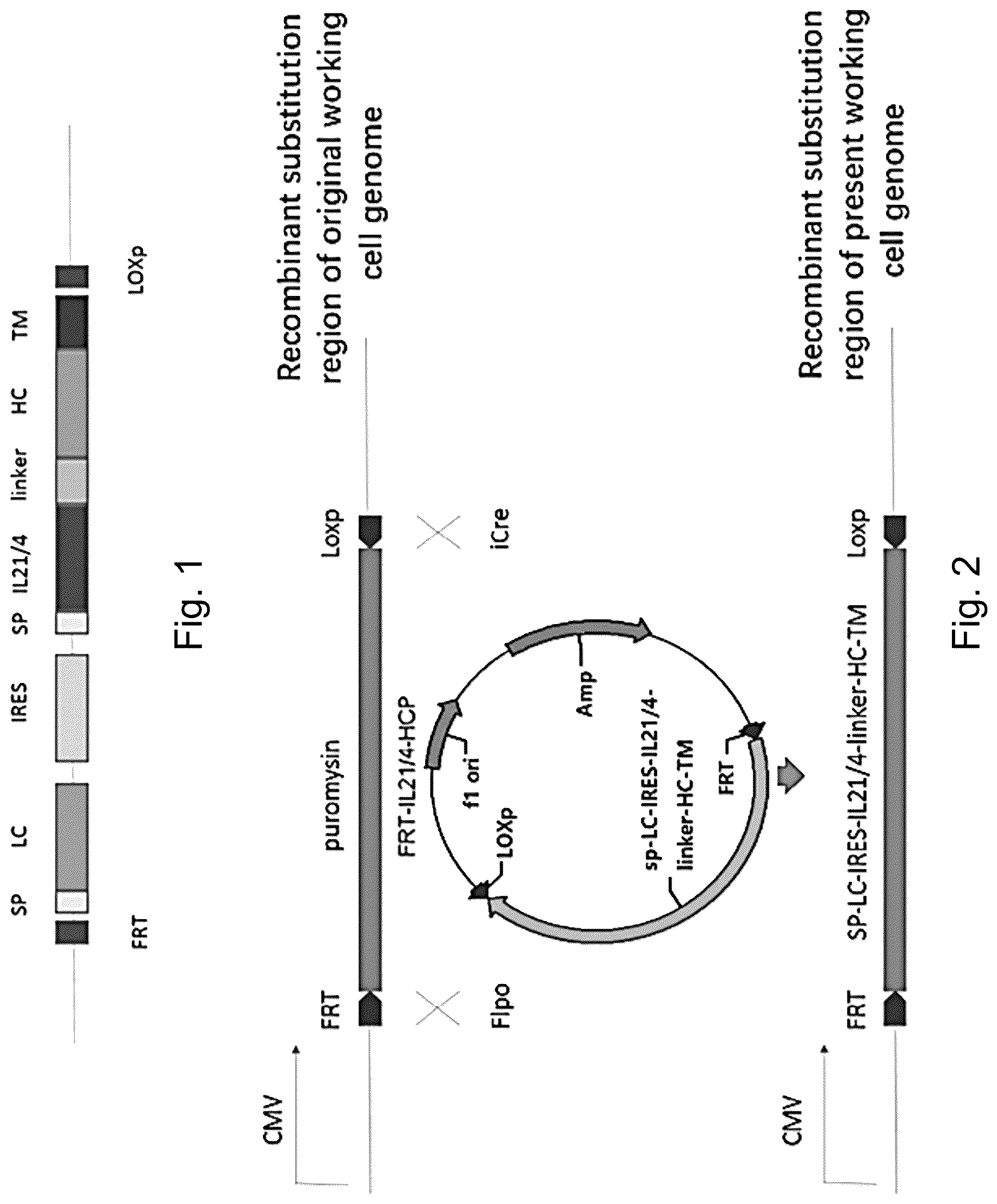 Patent US12304936 — Interleukin 21 protein (IL21) mutant and encoding nucleic acid — Figure 1