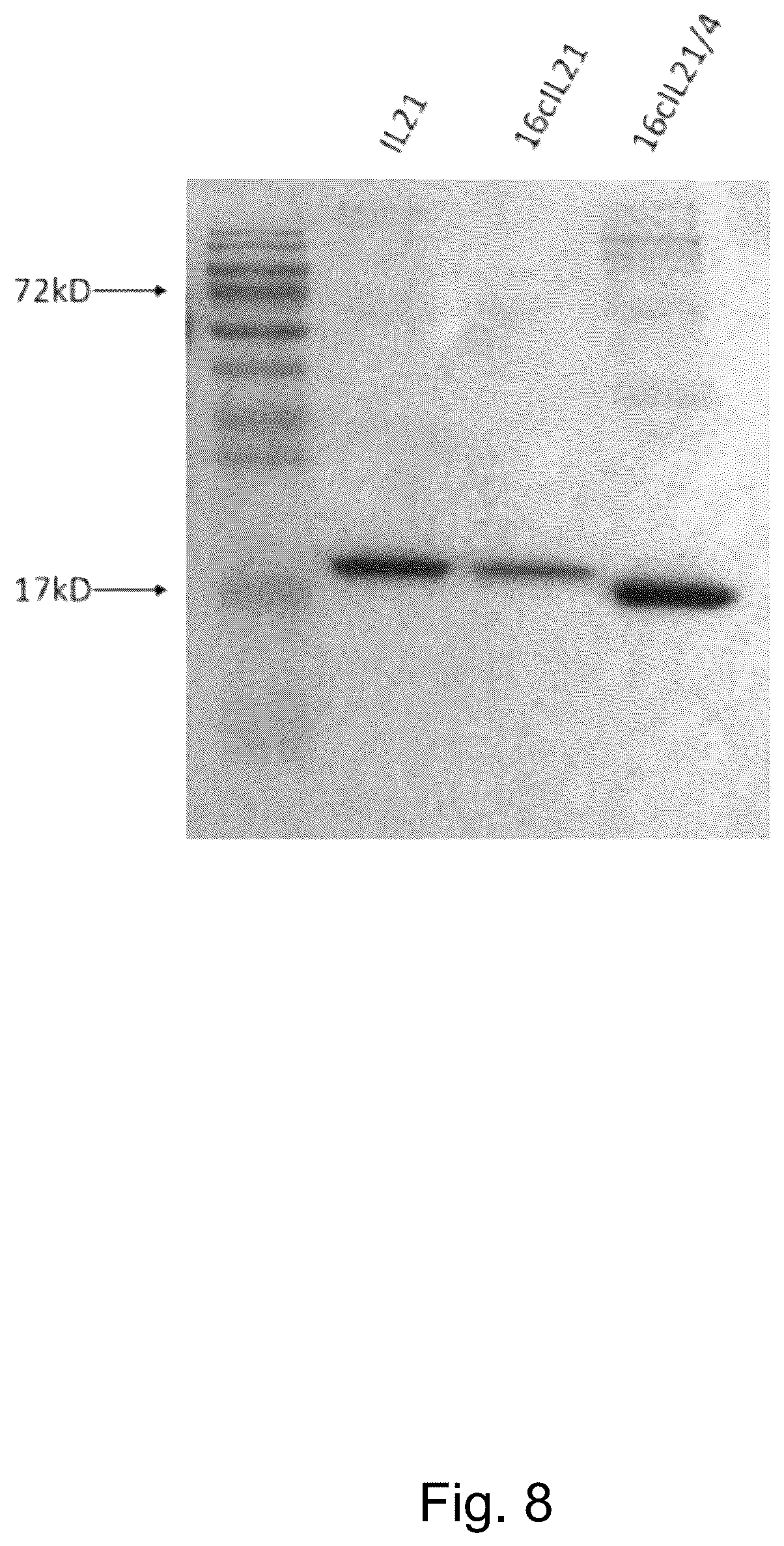 Patent US12304936 Figure 5 – Interleukin 21 protein (IL21) mutant and encoding nucleic acid
