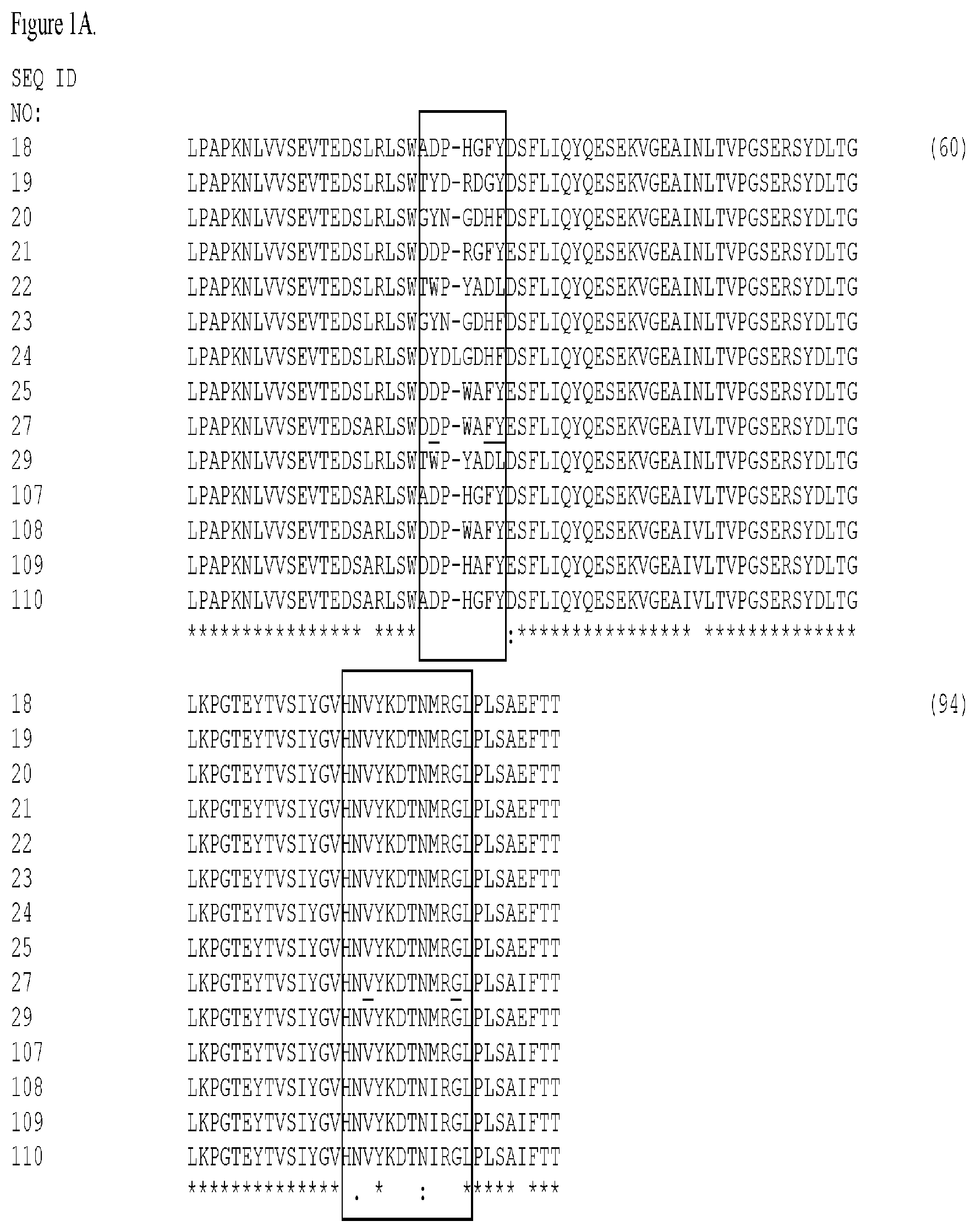 Patent US12304939 Figure 1 – EGFR and C-met fibronectin type III domain binding molecules