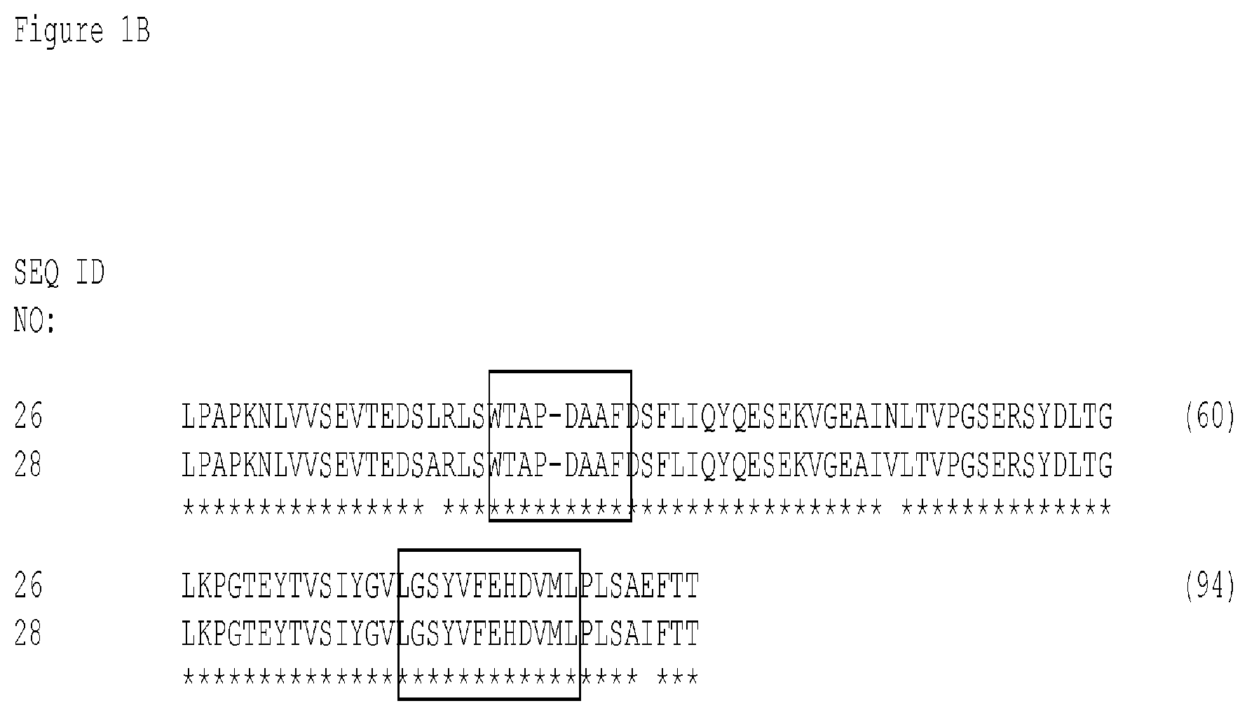 Patent US12304939 Figure 2 – EGFR and C-met fibronectin type III domain binding molecules