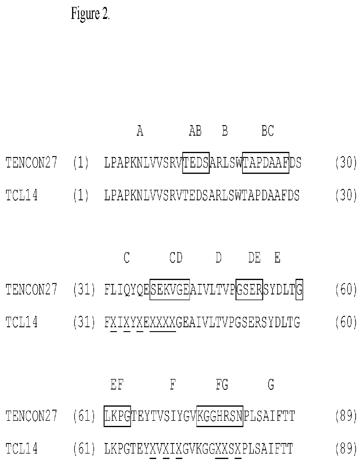 Patent US12304939 Figure 3 – EGFR and C-met fibronectin type III domain binding molecules