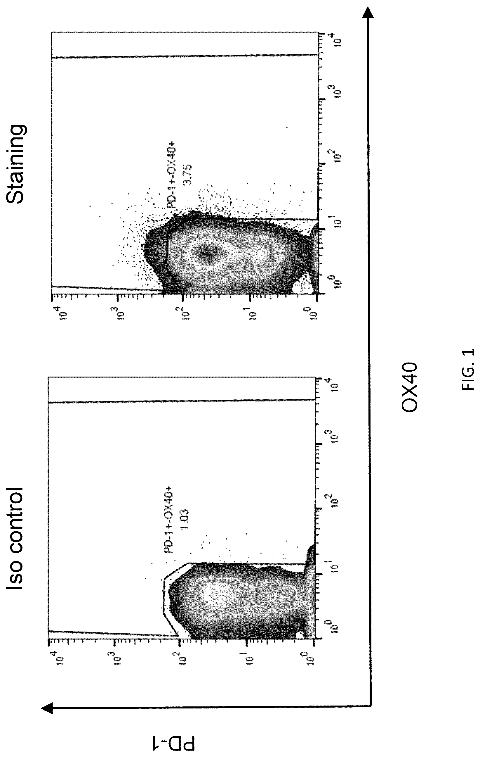 Patent US12304940 — HLA class II-restricted t cell receptors against mutated RAS — Figure 1
