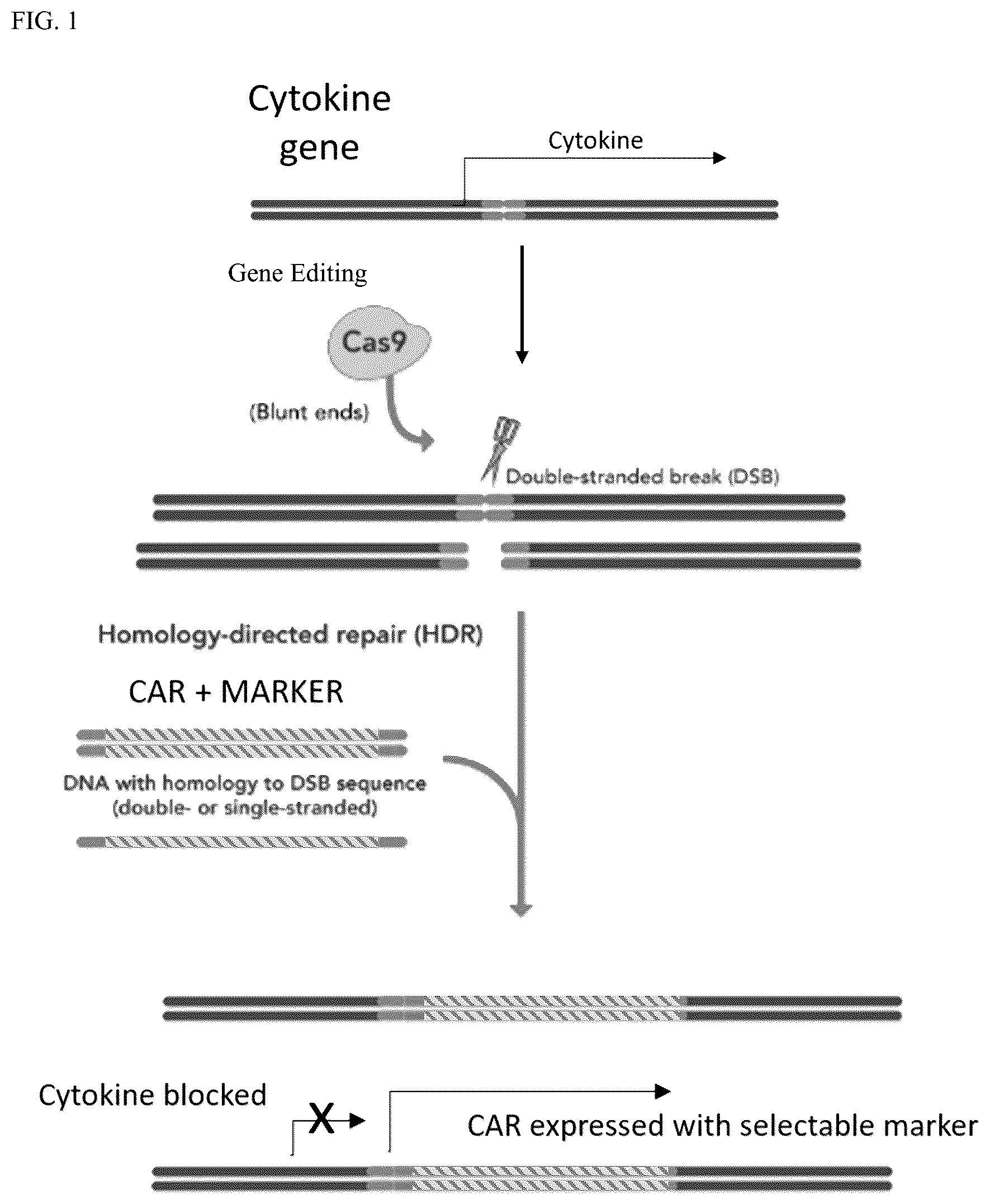 Patent US12304941 Figure 1 – Suppression of cytokine release syndrome in chimeric antigen receptor cell therapy