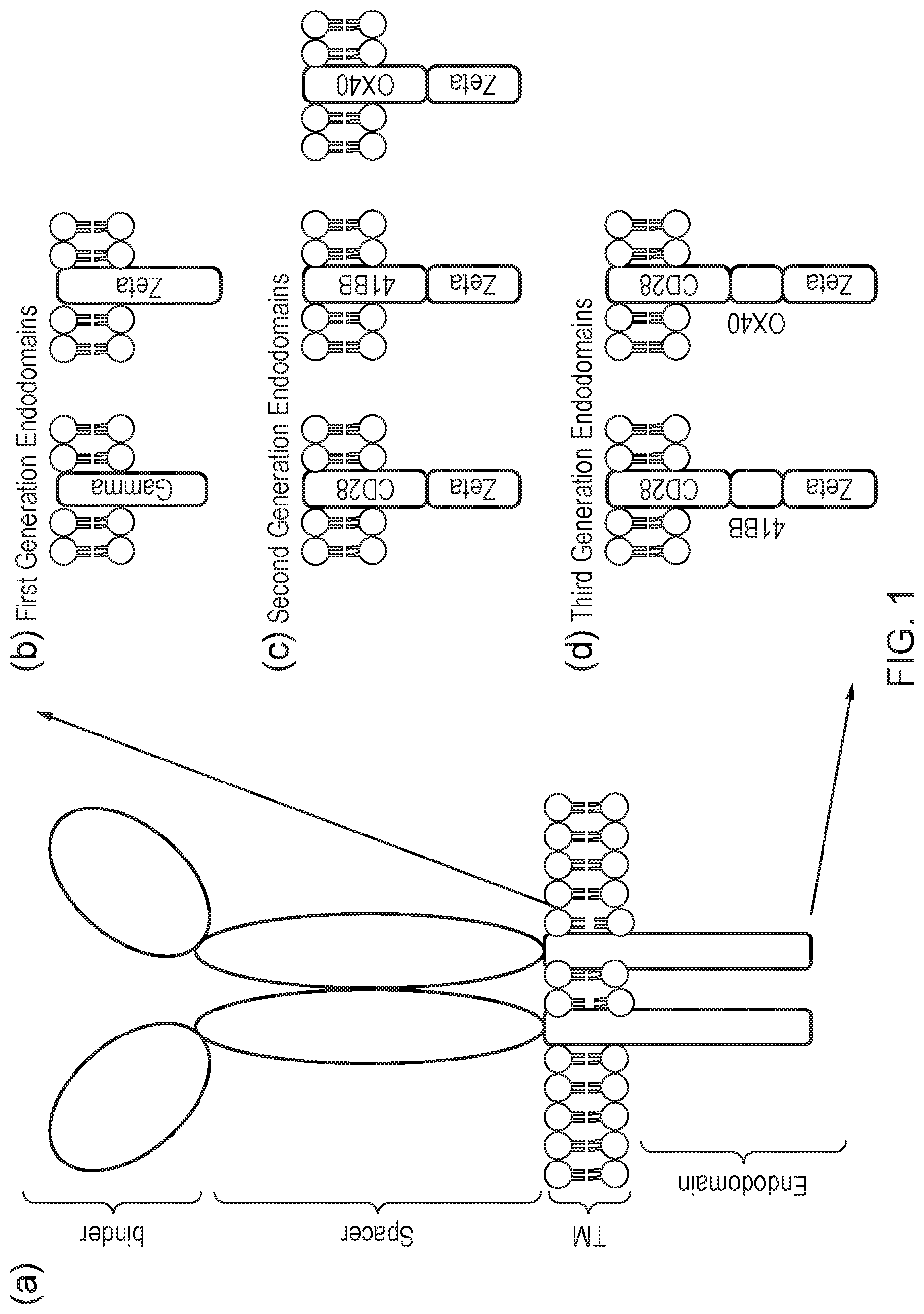 Patent US12304942 Figure 1 – Cell comprising a chimeric antigen receptor or a transgenic T-cell receptor and comprising a chimeric TNF receptor