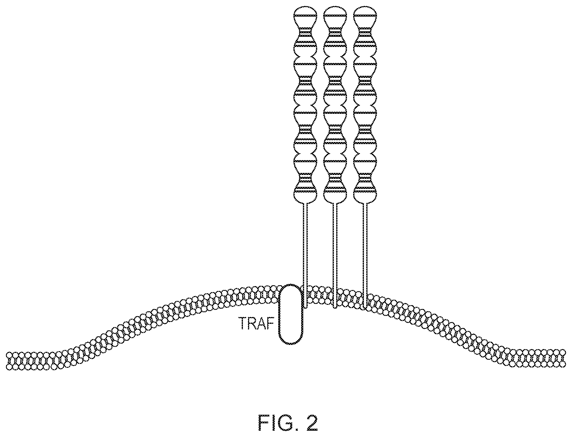 Patent US12304942 Figure 2 – Cell comprising a chimeric antigen receptor or a transgenic T-cell receptor and comprising a chimeric TNF receptor