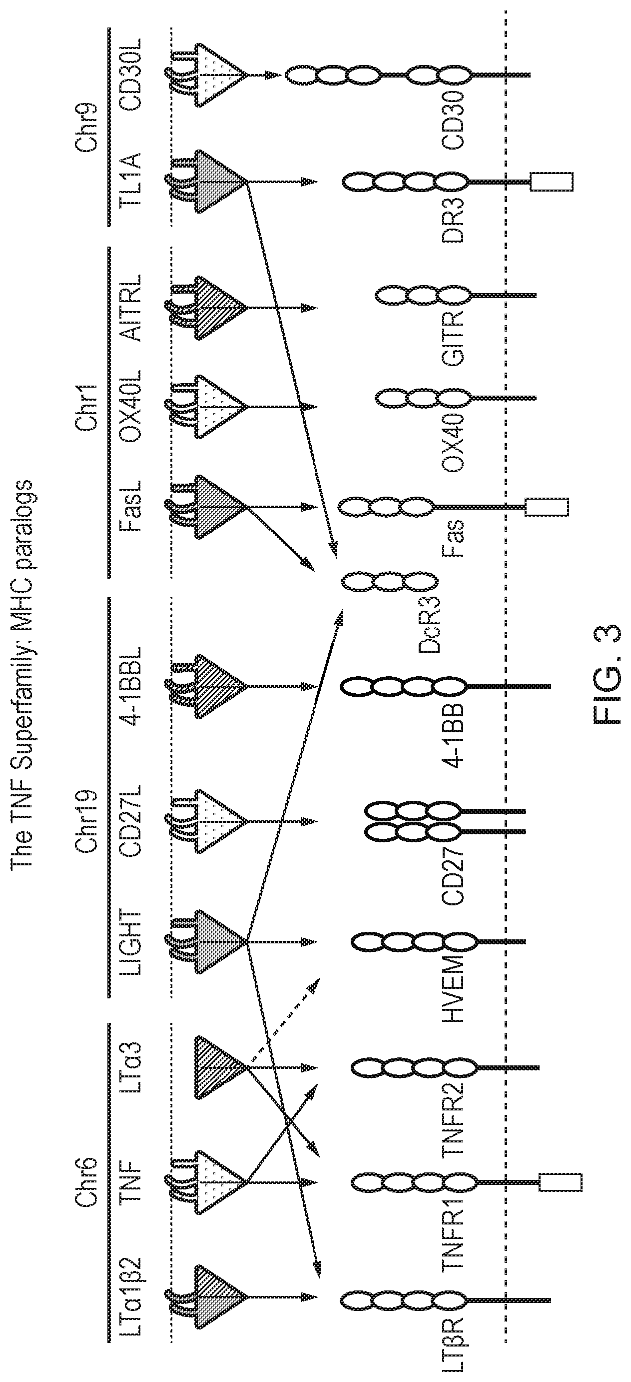 Patent US12304942 Figure 3 – Cell comprising a chimeric antigen receptor or a transgenic T-cell receptor and comprising a chimeric TNF receptor