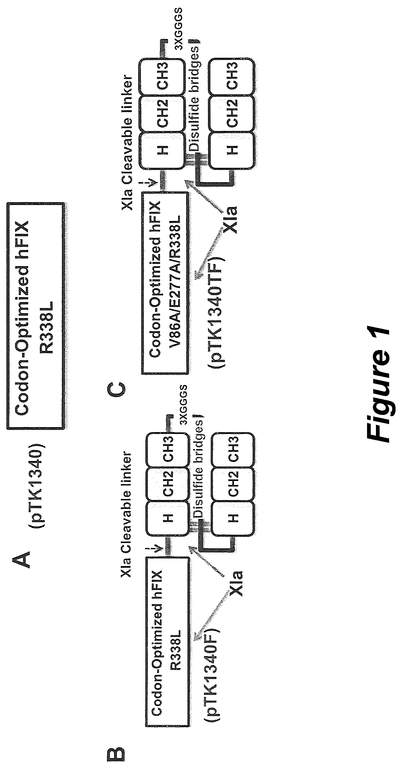 Patent US12304944 Figure 1 – Methods and compositions for modified factor IX fusion proteins