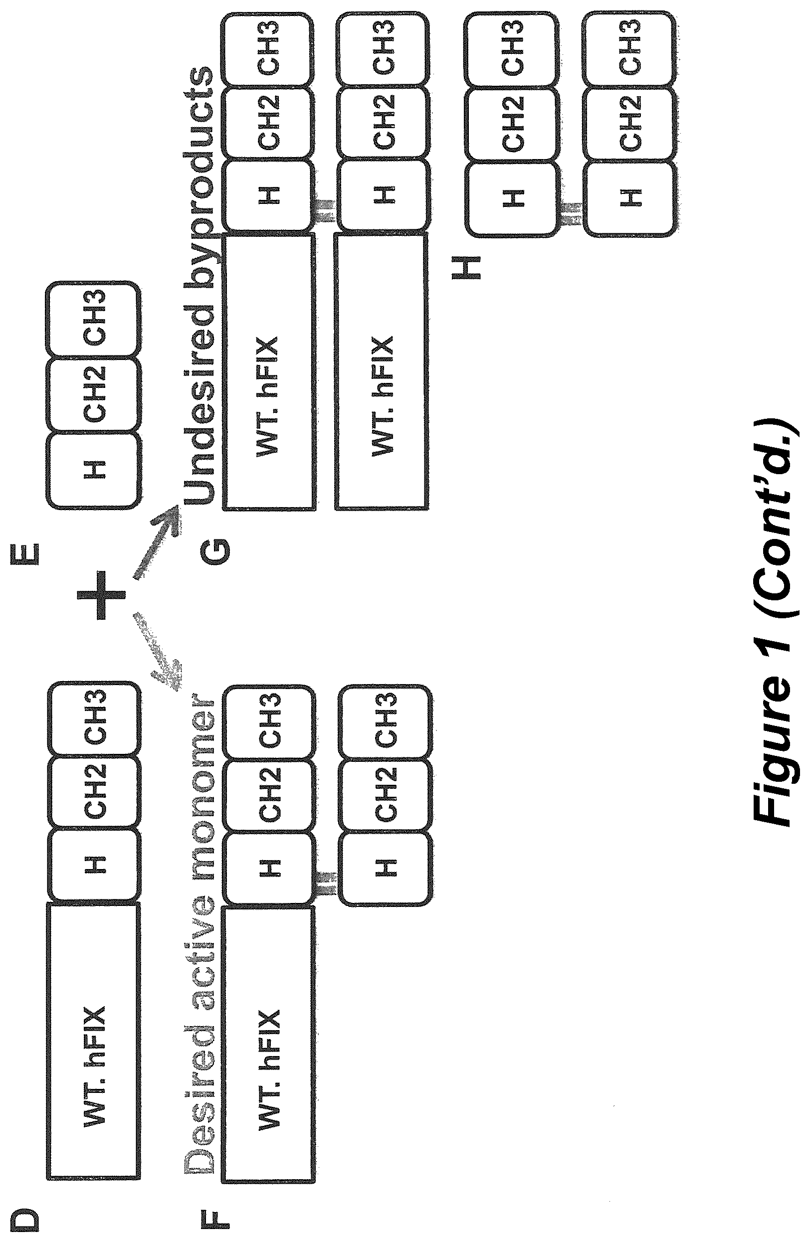 Patent US12304944 Figure 2 – Methods and compositions for modified factor IX fusion proteins