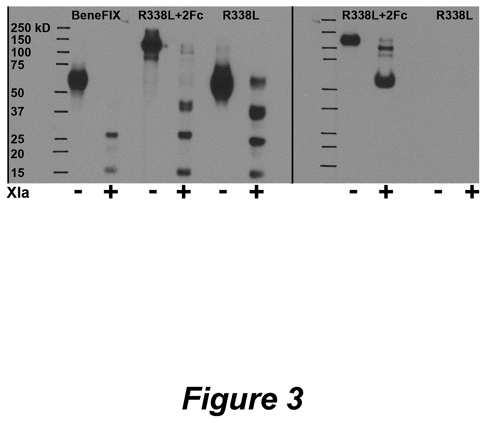 Patent US12304944 Figure 4 – Methods and compositions for modified factor IX fusion proteins