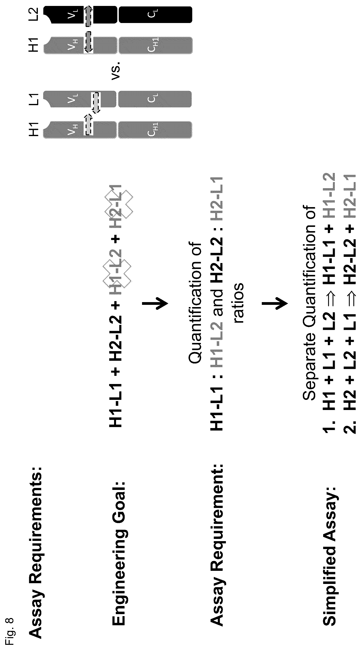 Patent US12304945 Figure 17 – Engineered immunoglobulin heavy chain-light chain pairs and uses thereof