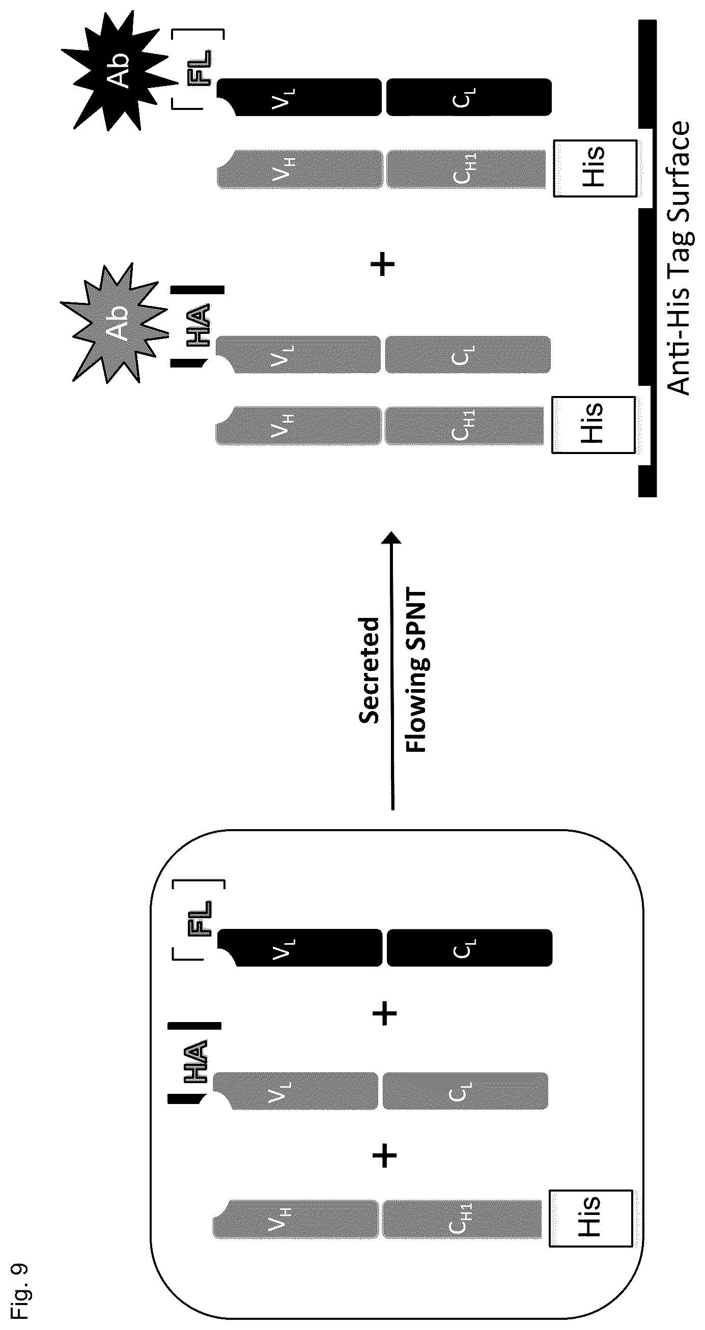 Patent US12304945 Figure 18 – Engineered immunoglobulin heavy chain-light chain pairs and uses thereof