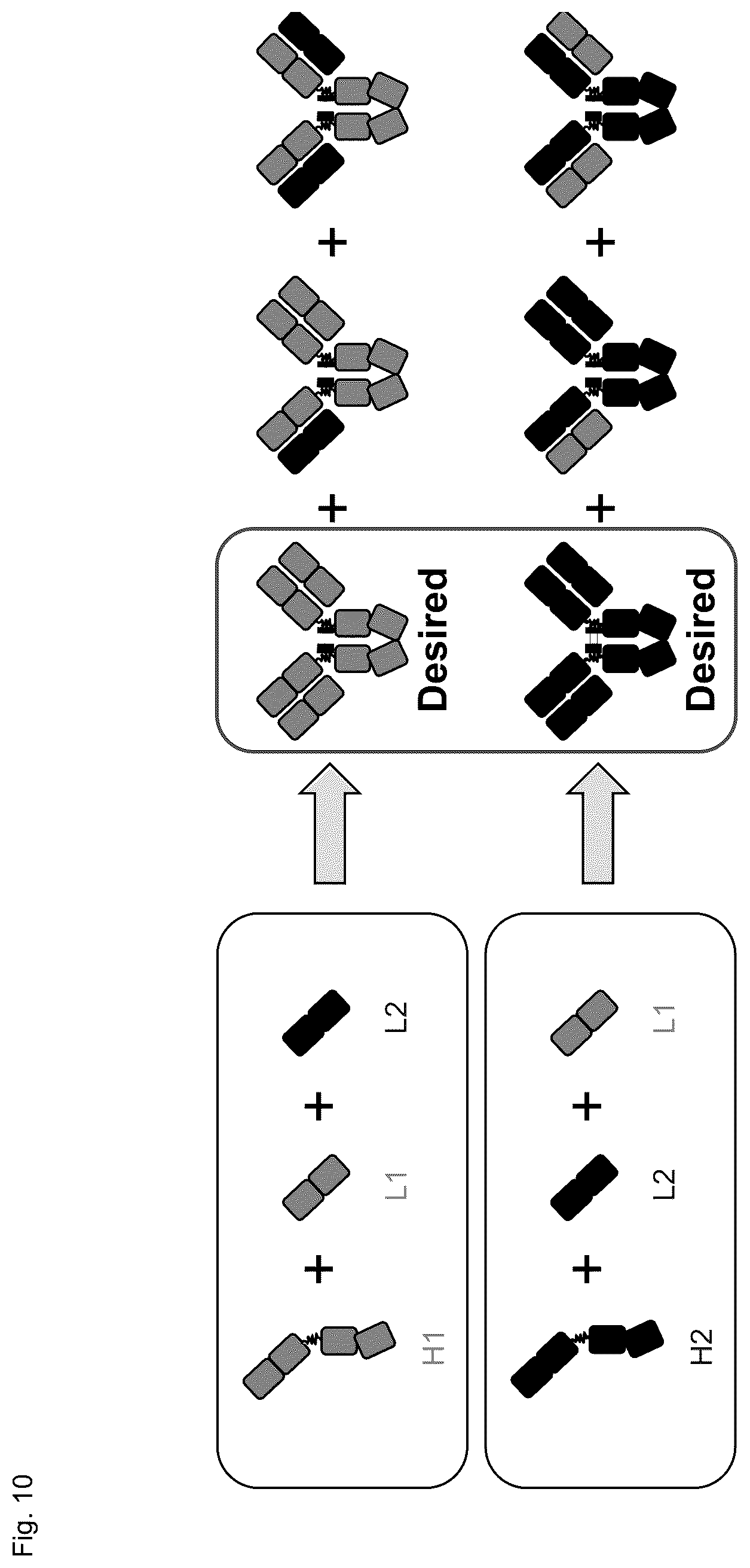 Patent US12304945 Figure 19 – Engineered immunoglobulin heavy chain-light chain pairs and uses thereof