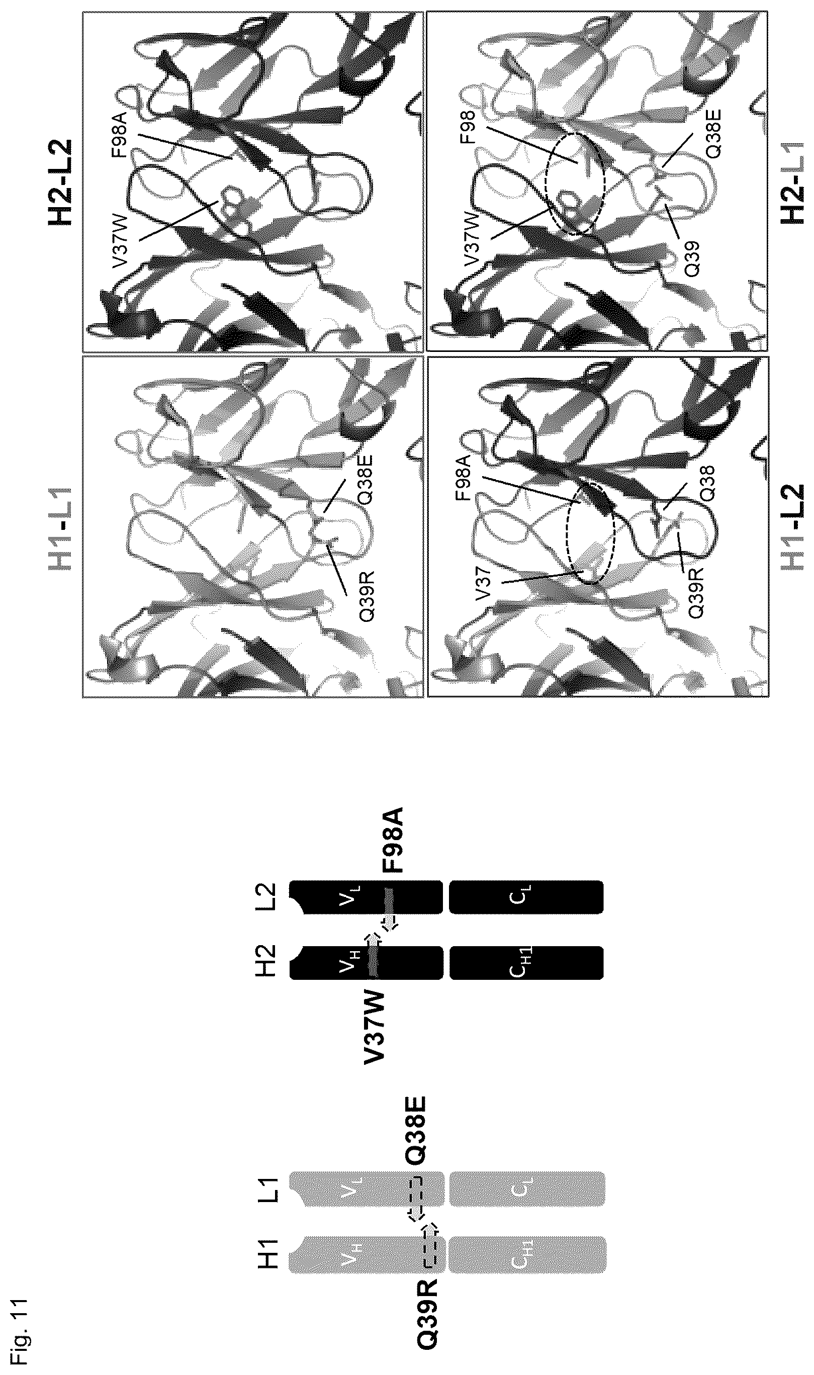 Patent US12304945 Figure 20 – Engineered immunoglobulin heavy chain-light chain pairs and uses thereof