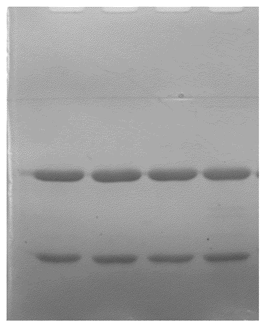 Patent US12304947 Figure 1 – Recombinant antibody against human cardiac troponin I