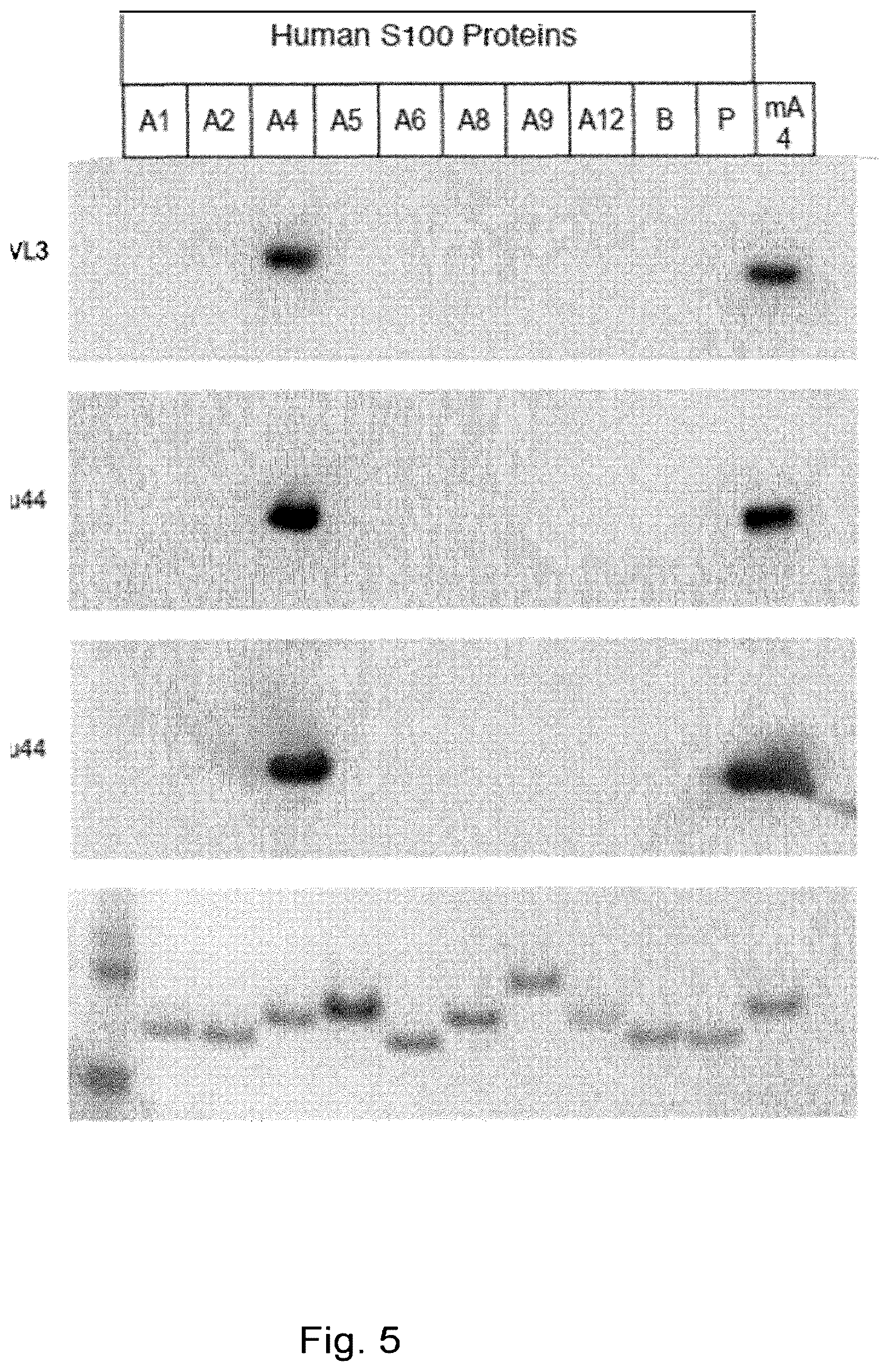 Patent US12304949 Figure 18 – Anti-S100A4 humanized antibodies, uses and methods