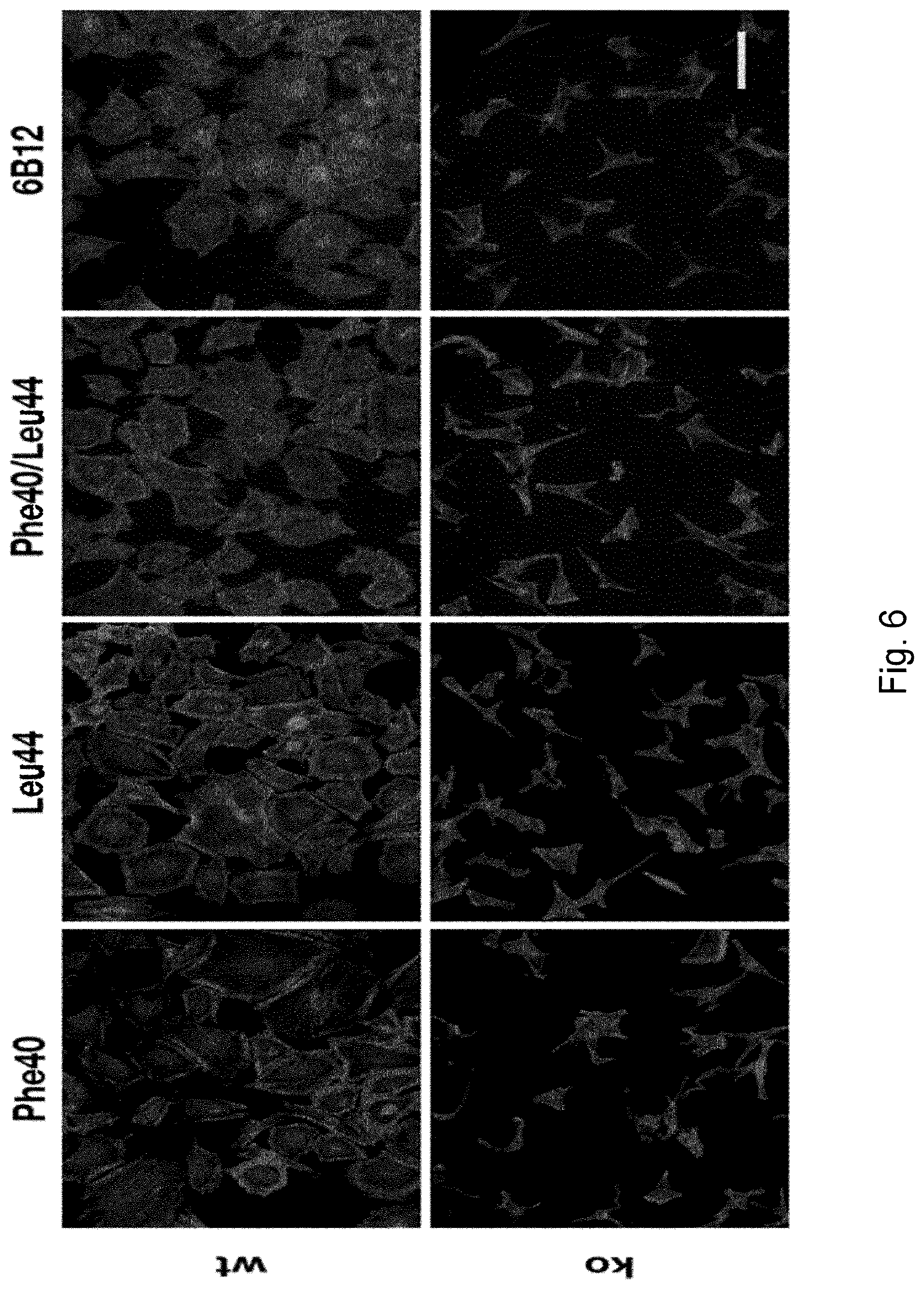 Patent US12304949 Figure 19 – Anti-S100A4 humanized antibodies, uses and methods