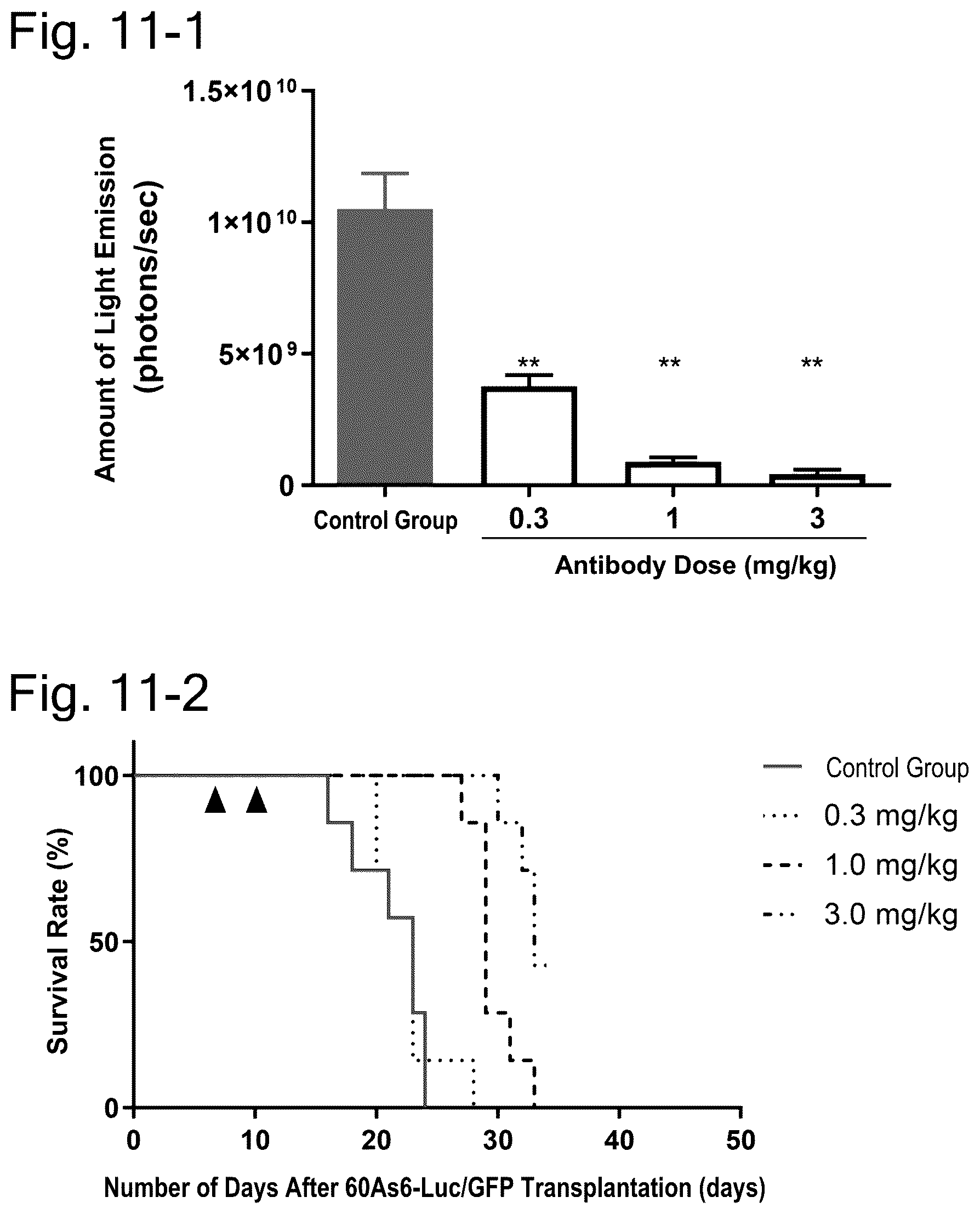 Patent US12304951 Figure 17 – Anti-TSPAN8/anti-CD3 bispecific antibody and anti-TSPAN8 antibody