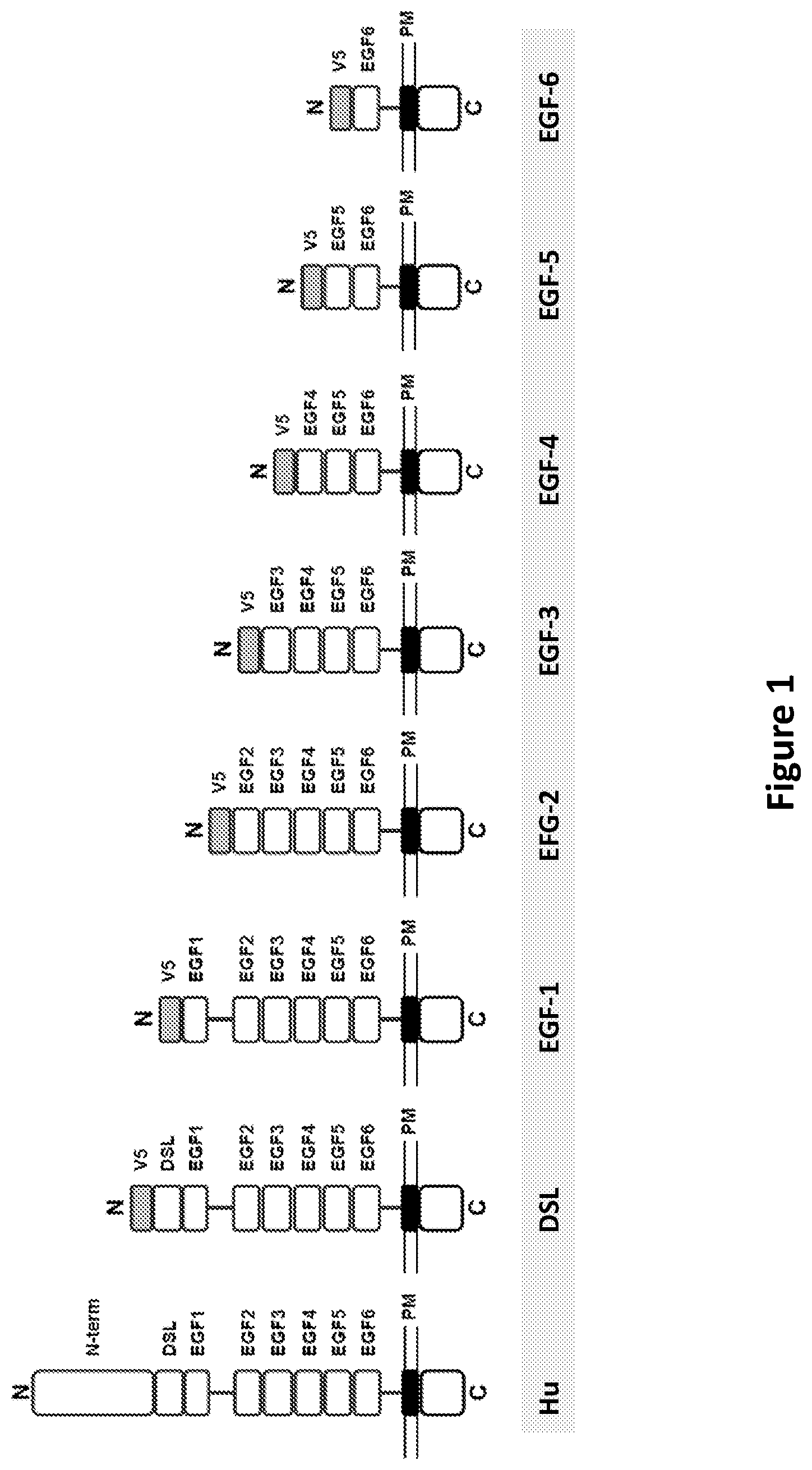 Patent US12304952 Figure 1 – Antibody constructs for DLL3 and CD3