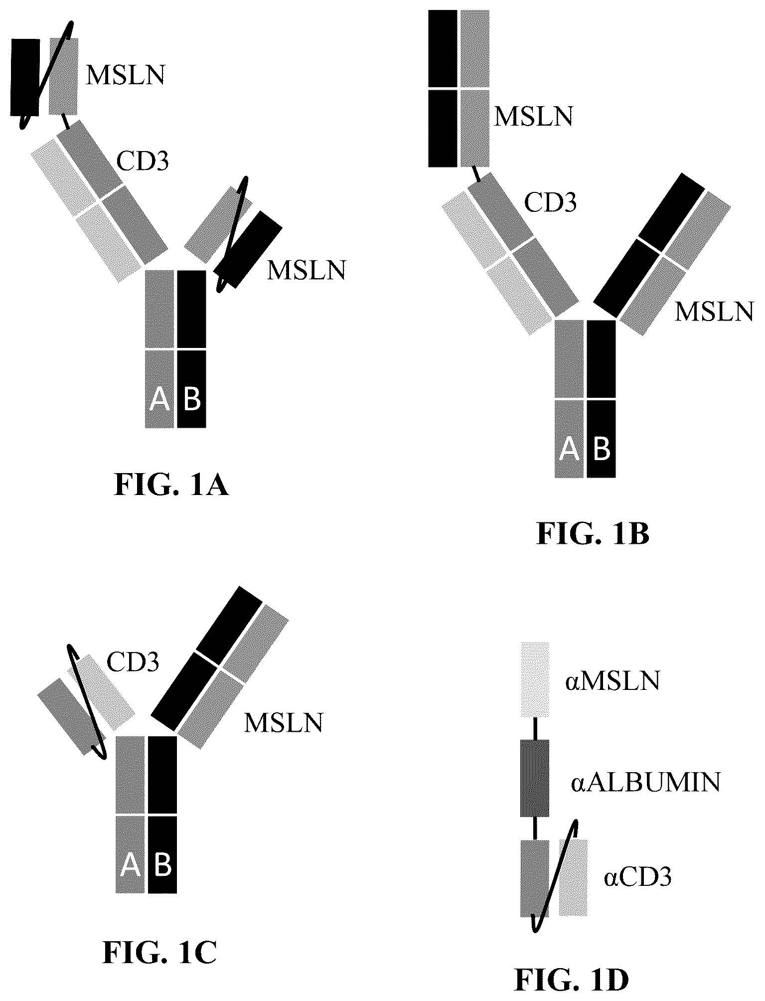 Patent US12304954 Figure 1 – Multivalent and bispecific antibody constructs and methods of use thereof